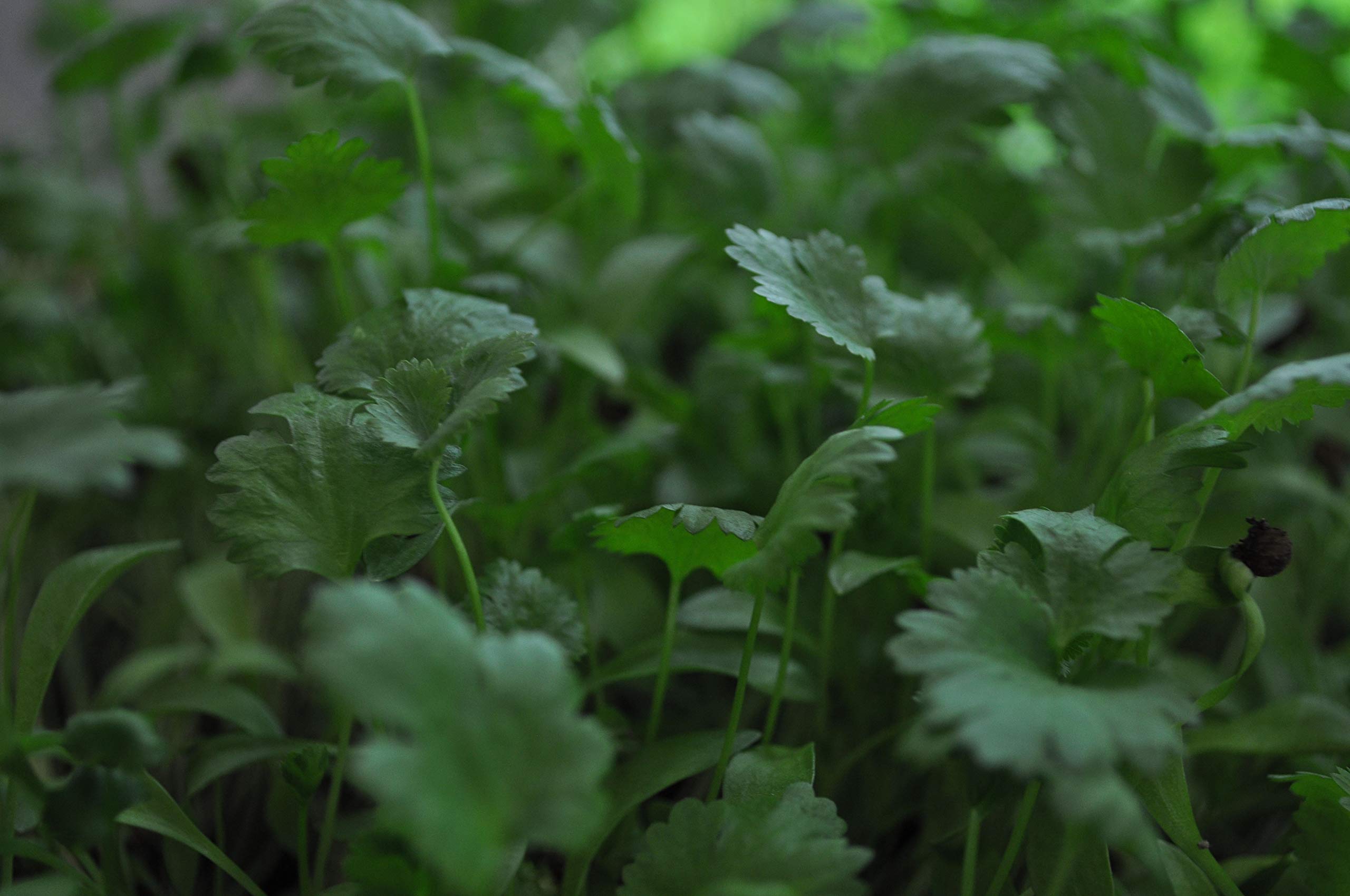 Organic Cilantro Seeds for Sprouting & Microgreens - 4 Lbs Non-GMO High Germination Rate - Country Creek Acres - Perfect for Juicing, Hydroponics, Home Gardening & Growing Fresh Salad Sprouts - Ideal for Healthy Smoothies, Sandwiches and Homegrown Organic Meals