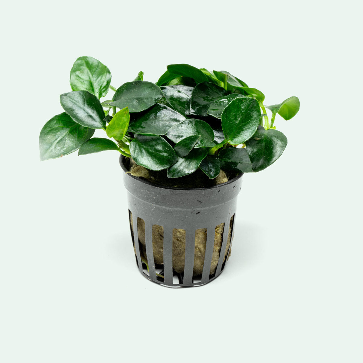 Anubias Barteri Petite Round Live Aquarium Plant - Easy Low Light Freshwater Aquatic Plant for Fish Tanks, Aquascaping & Nano Tanks