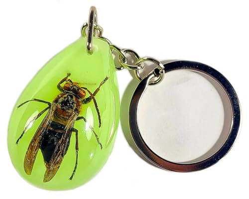 Asian Giant Hornet (Key Ring W/ Chain)