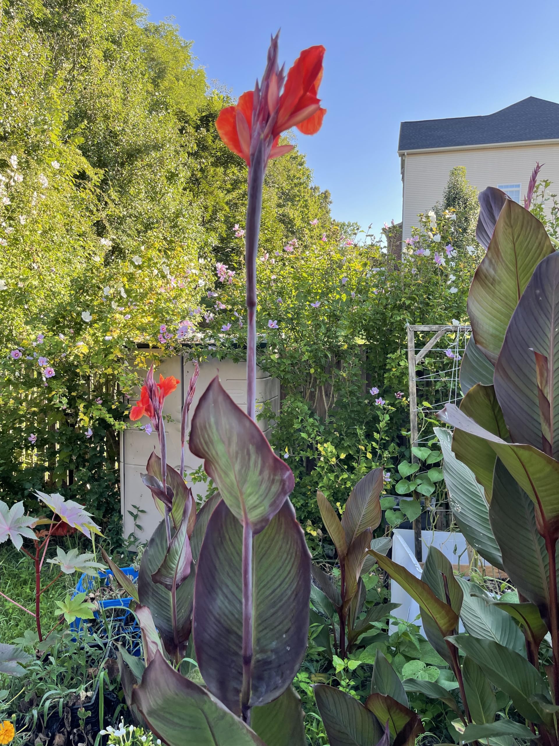 5 Black Knight Canna Lily Bulbs - Live Plants, Roots & Seeds for Garden Planting | Perfect for Tropical Landscaping, Poolside Gardens & Flower Beds
