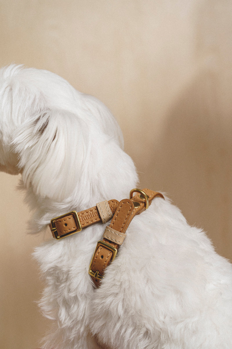 Walk Kit: Premium Walkony Leash & Harness Set in Beige Ginger for Small Dogs - Perfect for Daily Walks, Training, and Outdoor Adventures