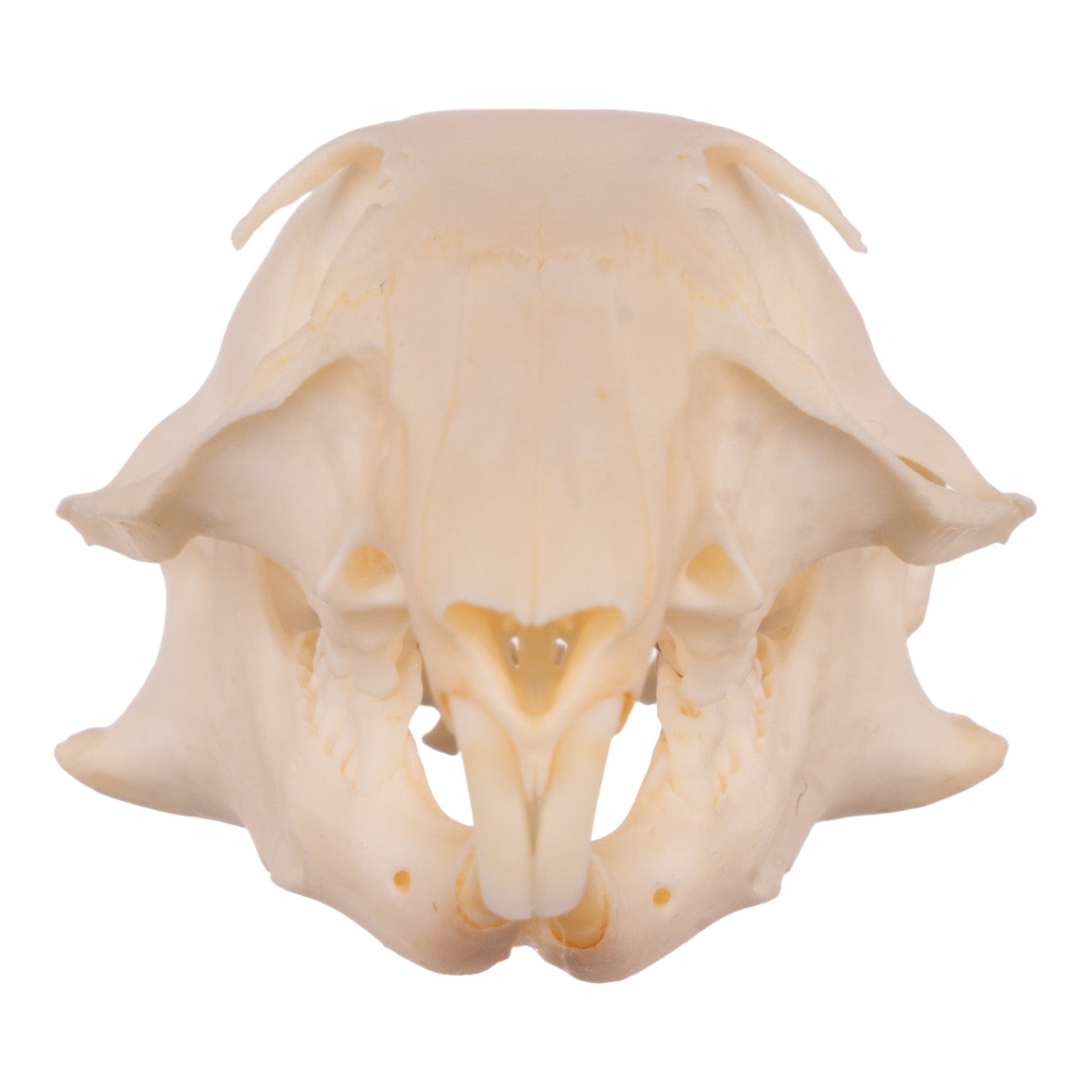 Authentic Ground Squirrel Skull Specimen - Taxidermy, Science Education & Oddity Collection - Perfect for Biology Study, Gothic Decor & Natural History Displays