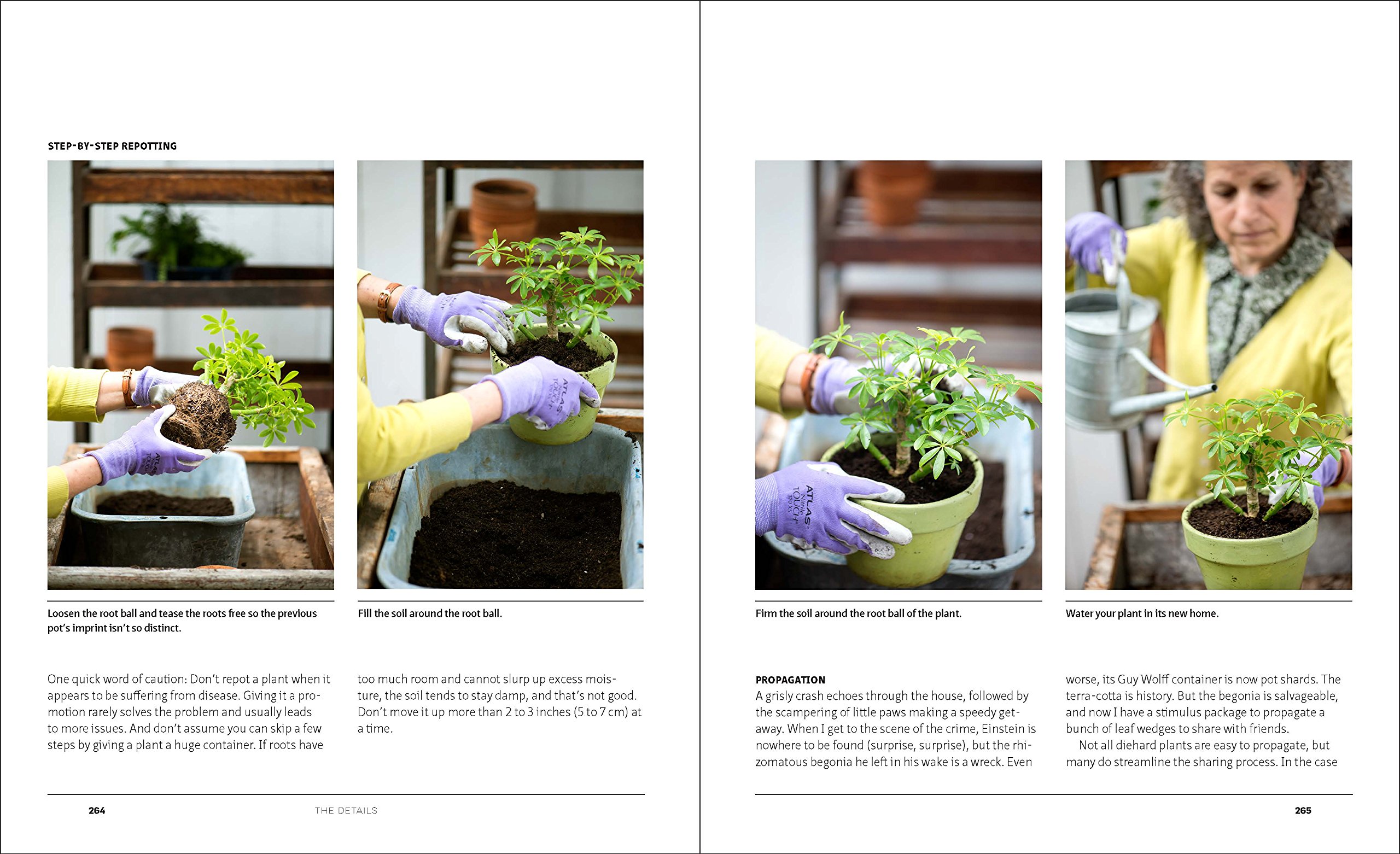 Indestructible Houseplants: 200 Beautiful Easy-to-Grow Indoor Plants for Beginners - Perfect for Home, Office & Low-Light Spaces