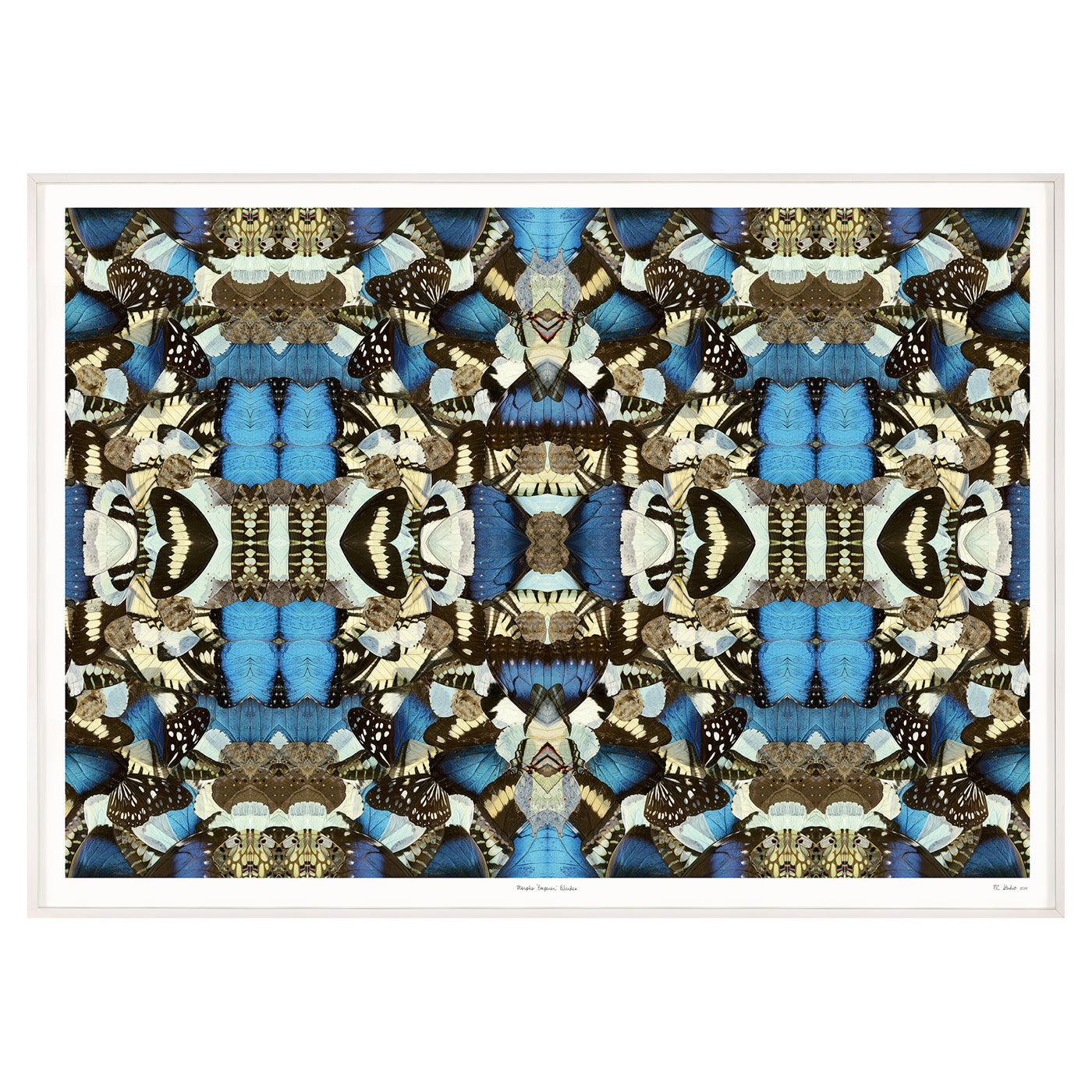 Blue Morpho Butterfly (Morpho Peleides) - Real Framed Specimen for Home Decor, Collectors & Science Education | Perfect for Wall Art, Nature Displays & Gifts
