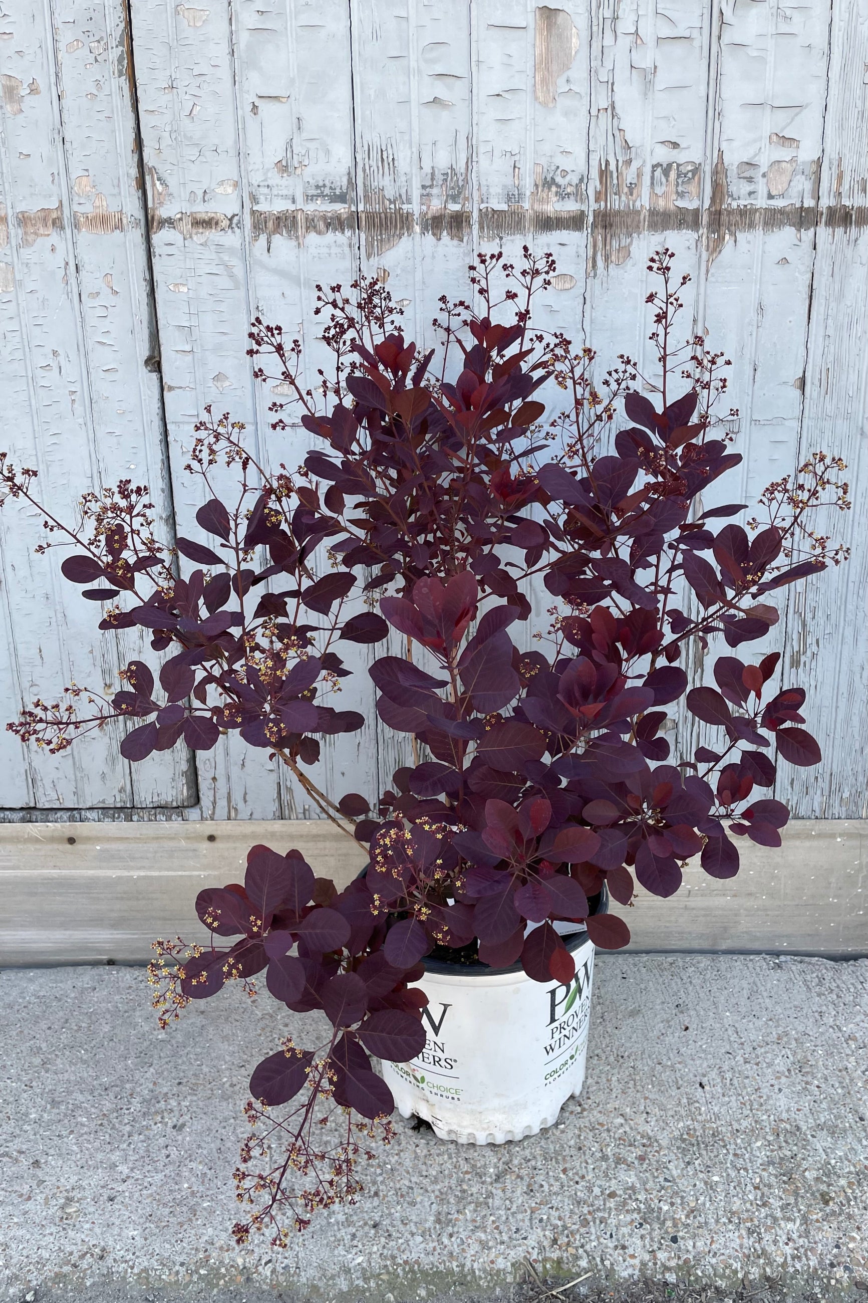 Buy Cotinus coggygria 'Winecraft Black' #3 - Purple Smoke Bush for Landscaping & Garden Decor | Perfect for Borders, Hedges & Outdoor Plantings