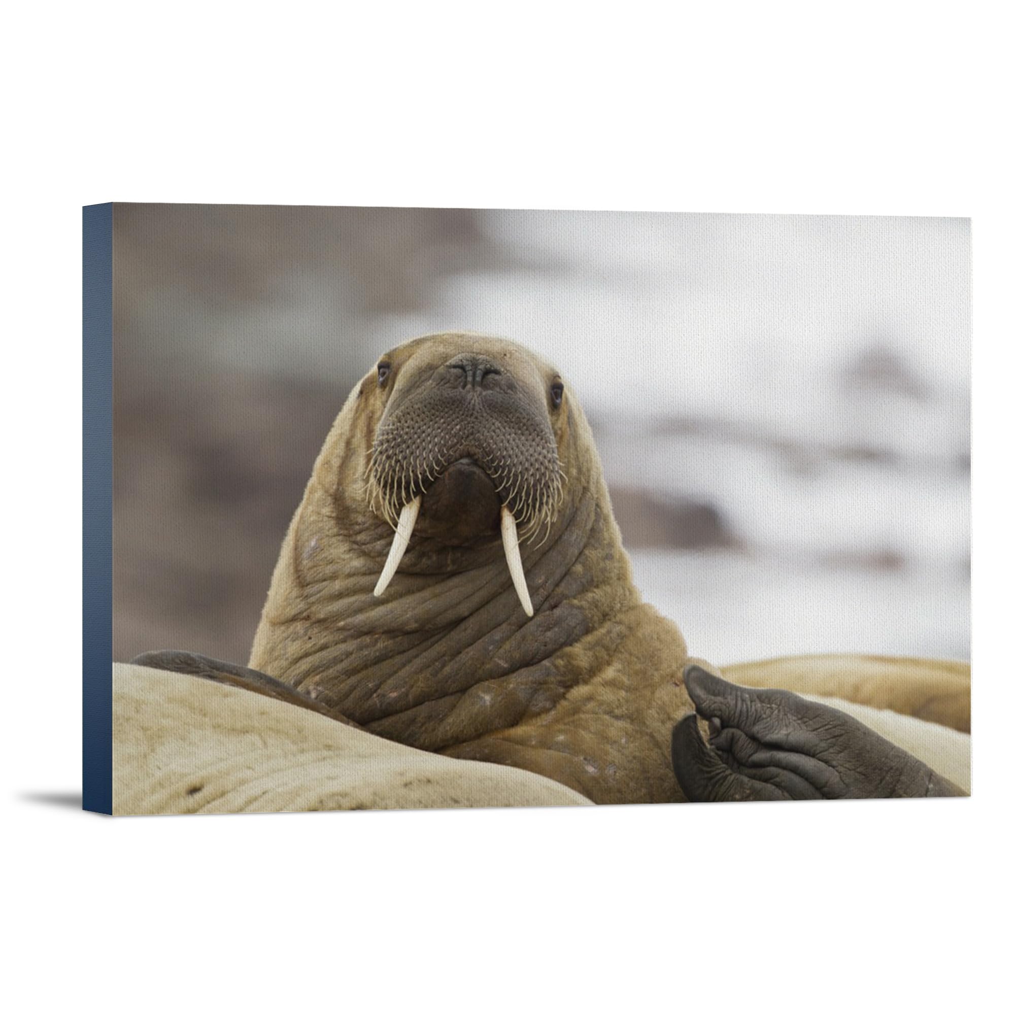 Lantern Press Walrus Wall Art - 12x18 Wrapped Canvas Print for Home & Office Decor | Perfect for Living Room, Bedroom or Gift Idea
