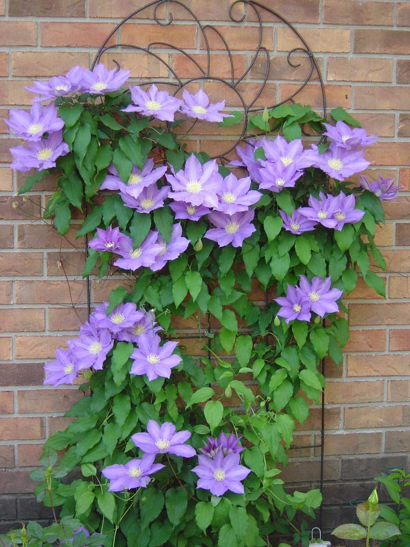 Clematis 'HF Young' - 5 Live Plants in 4 Inch Pots - Light Purple Flowering Vine - Ready for Garden Planting - Perfect for Trellises, Fences & Container Gardening