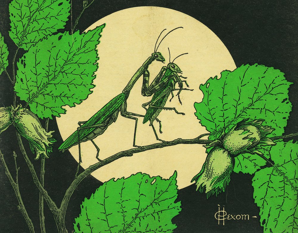 Vintage Praying Mantis and Grasshopper Art Print - 24x36 Signed Master Wall Decor Poster | Nature Insect Illustration for Home, Office & Classroom Decor