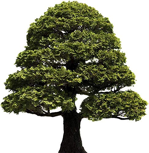 Pure Hinoki Essential Oil (Chamaecyparis Obtusa) 100% Natural, Therapeutic Grade, 15ml - Aromatherapy, Relaxation & Skin Care