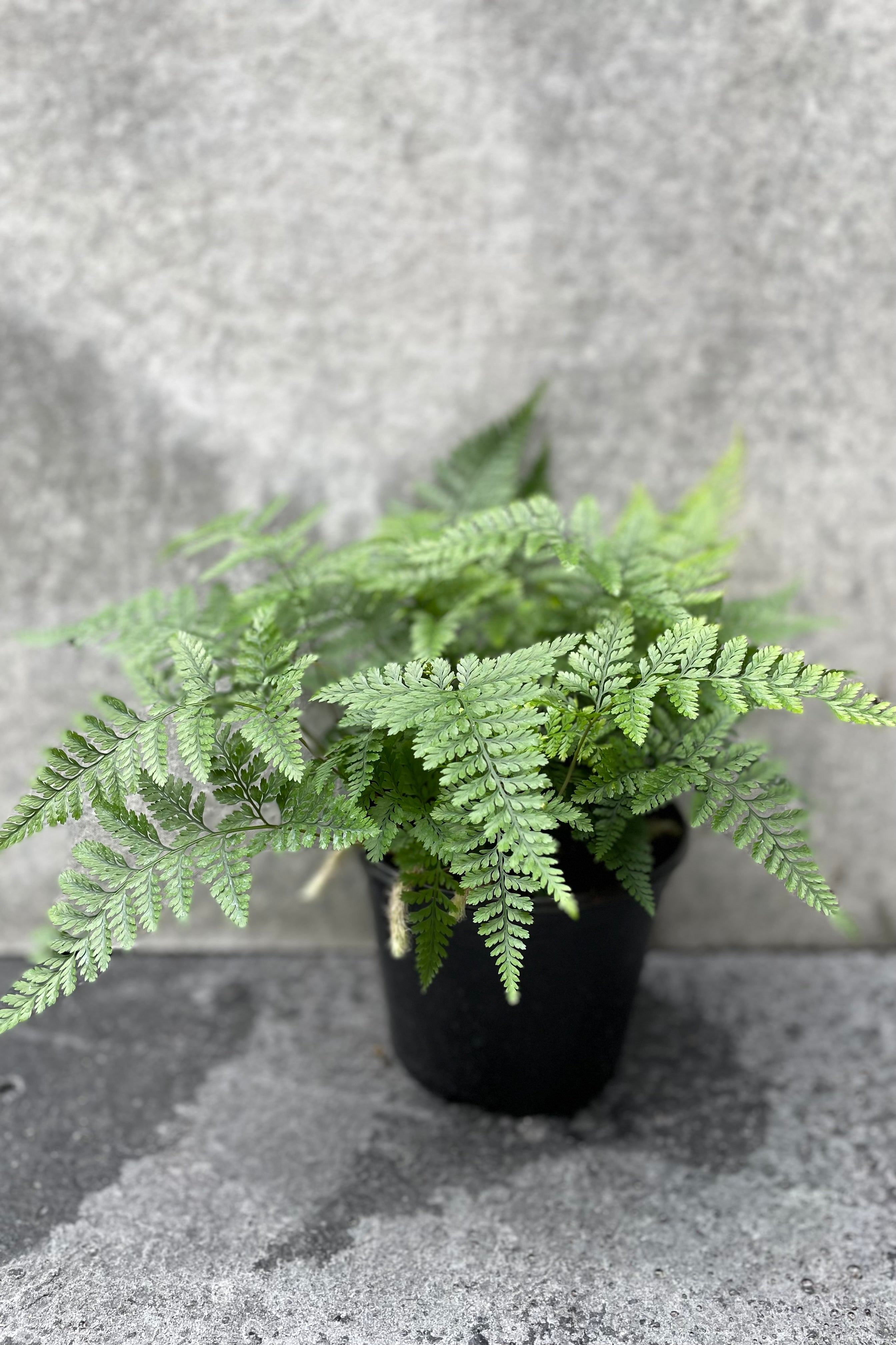 Davallia fejeensis Rabbit Foot Fern - 6 Inch Live Indoor House Plant | Perfect for Home Decor, Office Spaces & Hanging Baskets