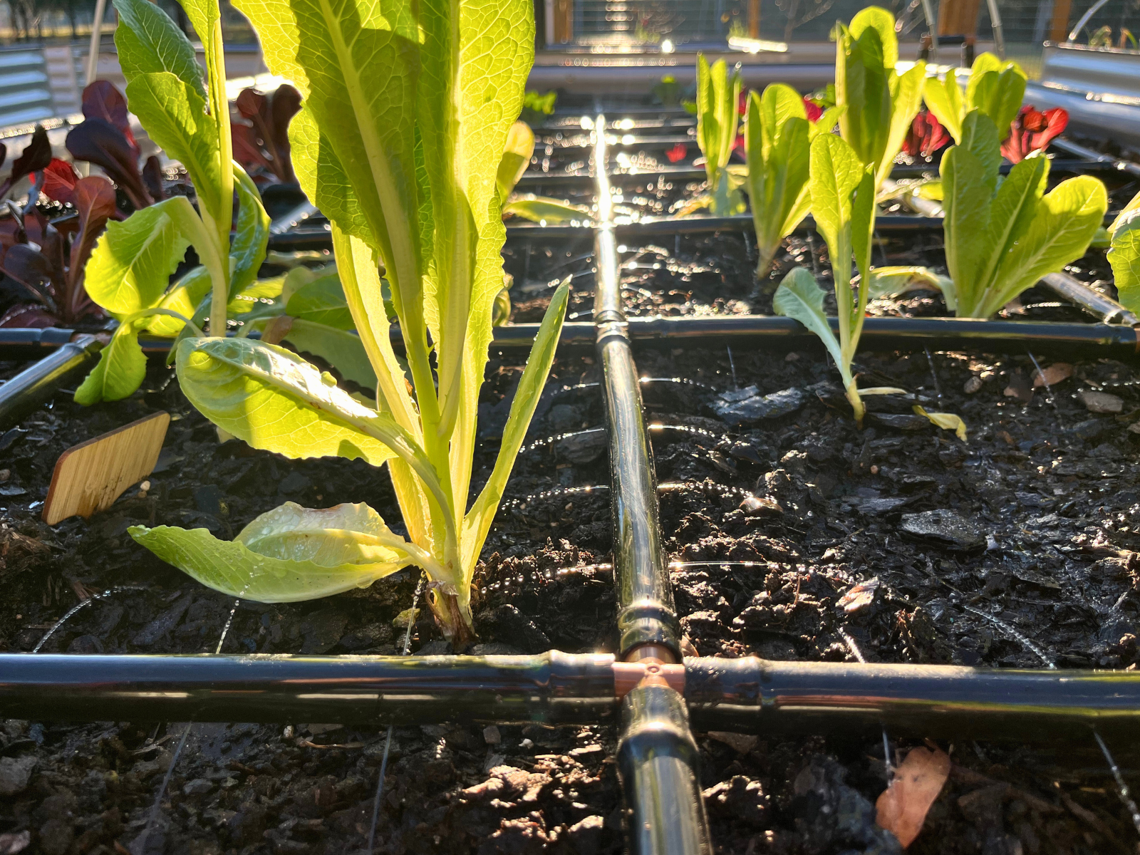 3x4 Garden Grid™ Watering System - Drip Irrigation Kit for Raised Beds & Vegetable Gardens | Perfect for Home Gardening, Greenhouses & Urban Farming