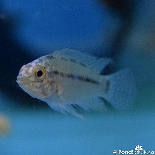 Borelli Dwarf Cichlid (Apistogramma Borellii) - Colorful Freshwater Aquarium Fish for Home & Office Tanks