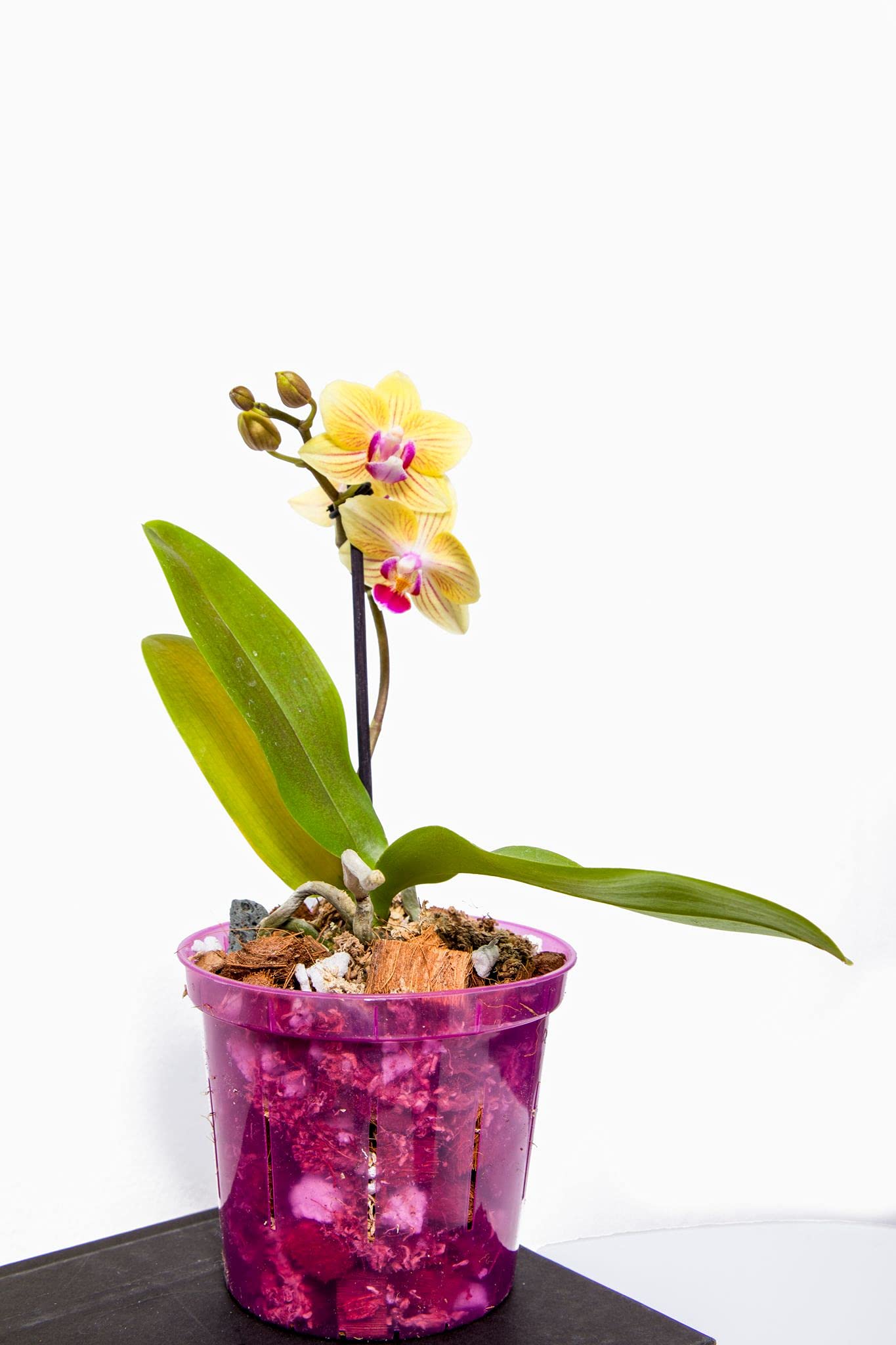 rePotme Orchid Pot - 8 Inch Slotted Plastic Planters with Drainage Holes for Phalaenopsis & Dendrobium Orchids - 3 Pack (Rose Quartz) - Perfect for Indoor Home Decor, Office Plants & Greenhouse Growing