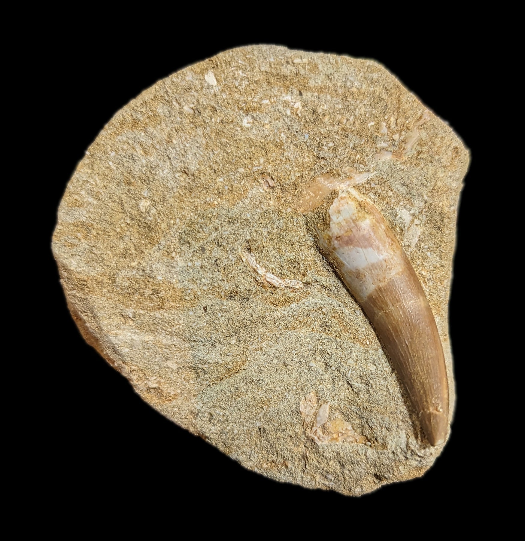 Authentic Elasmosaurus Dinosaur Tooth Fossil in Natural Matrix - Perfect for Paleontology Collectors & Dinosaur Enthusiasts - Great for Home Display, Educational Use & Gift Giving