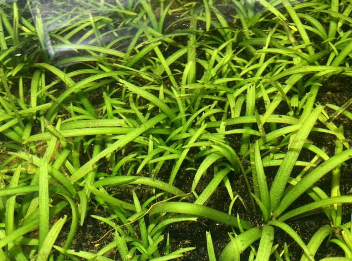 10x Dwarf Sagittaria Subulata Live Aquarium Plants - Freshwater Aquatic Carpeting Plants for Fish Tanks (Buy 2 Get 1 Free) - Perfect for Aquascaping, Foreground Planting & Shrimp Tanks