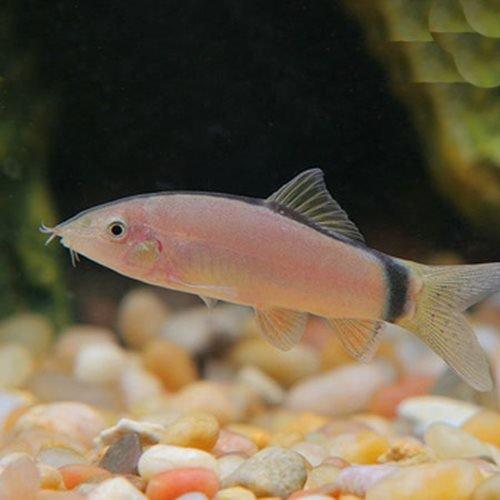 Skunk Botia Yasuhikotakia Morleti - Freshwater Aquarium Fish for Tropical Tanks, Community Aquariums & Fish Breeding