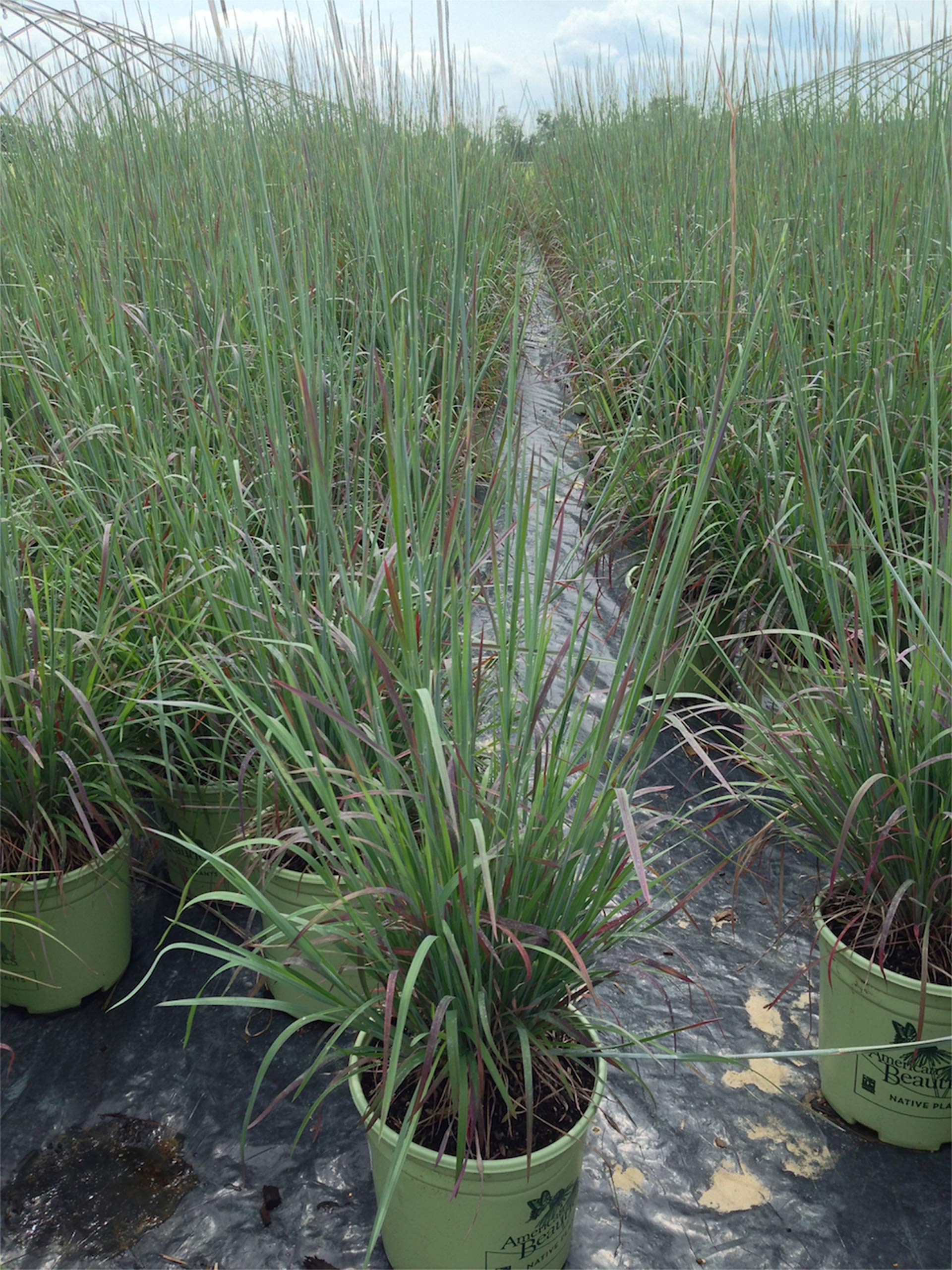 Standing Ovation Little Bluestem Grass (Schizachyrium scoparium) - 2-Size Container with Stunning Blue, Green, Purple & Pink Foliage | Drought-Tolerant Native Ornamental Grass for Landscaping, Erosion Control & Wildlife Gardens