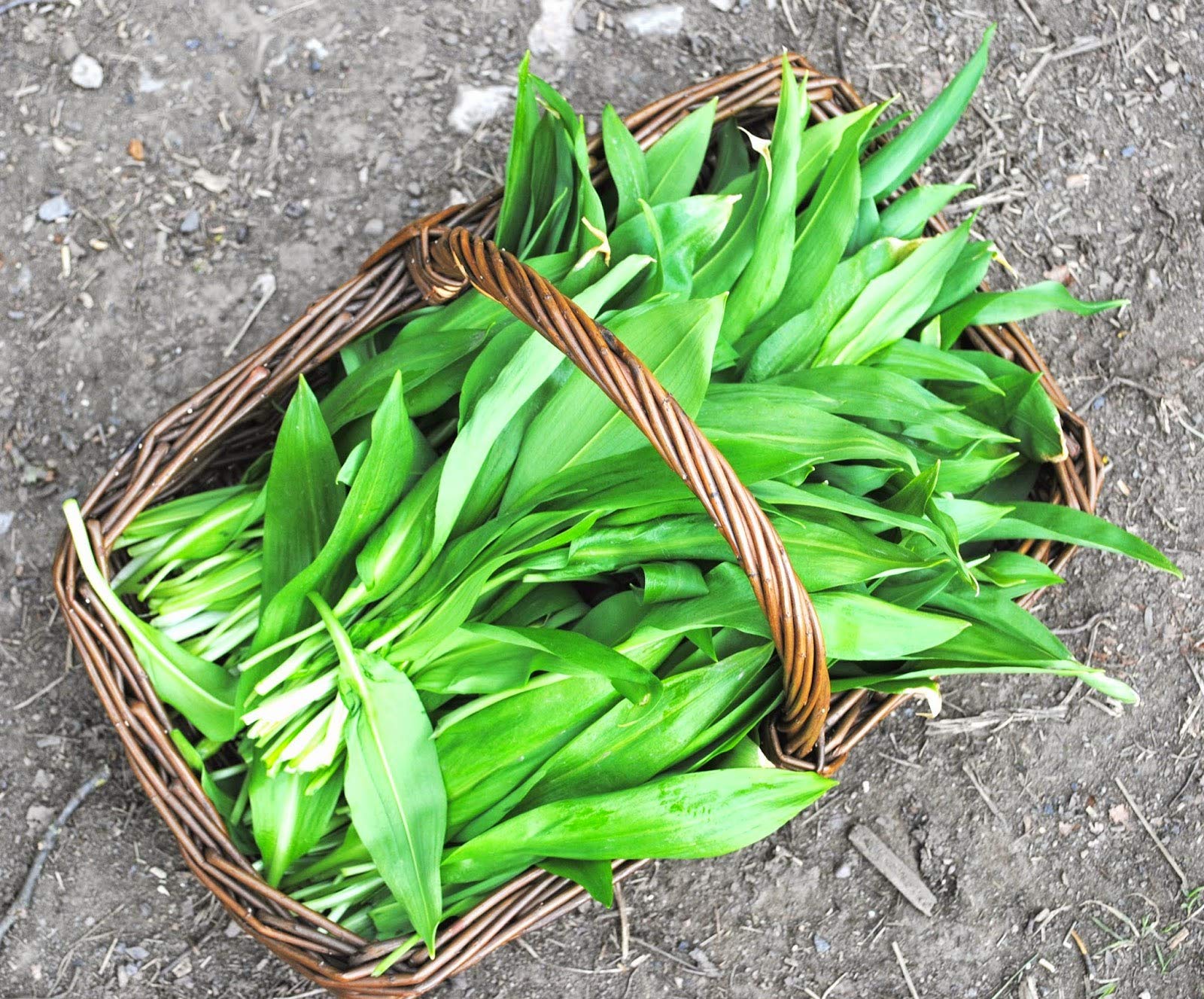 Organic Ramsons (Allium ursinum) Wild Garlic Seeds - Non-GMO Heirloom Vegetable for Planting - Perfect for Home Gardens, Culinary Herbs & Natural Remedies