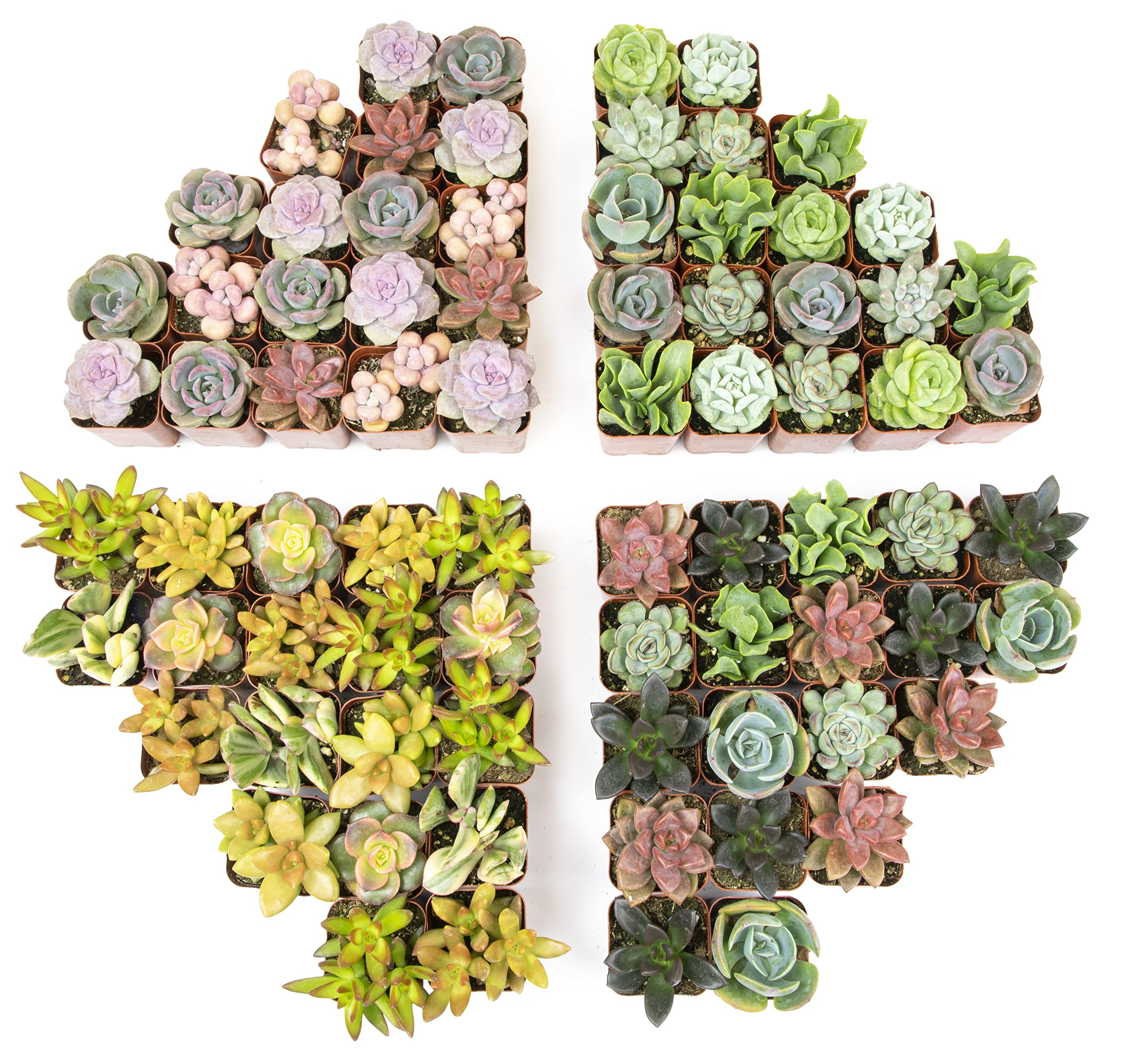 50 Pack Live Succulents Plants - Variety Indoor Houseplants in Nursery Pots | Bulk Succulent Collection for Home Decor, Office Desk, Wedding Favors & Gift Ideas