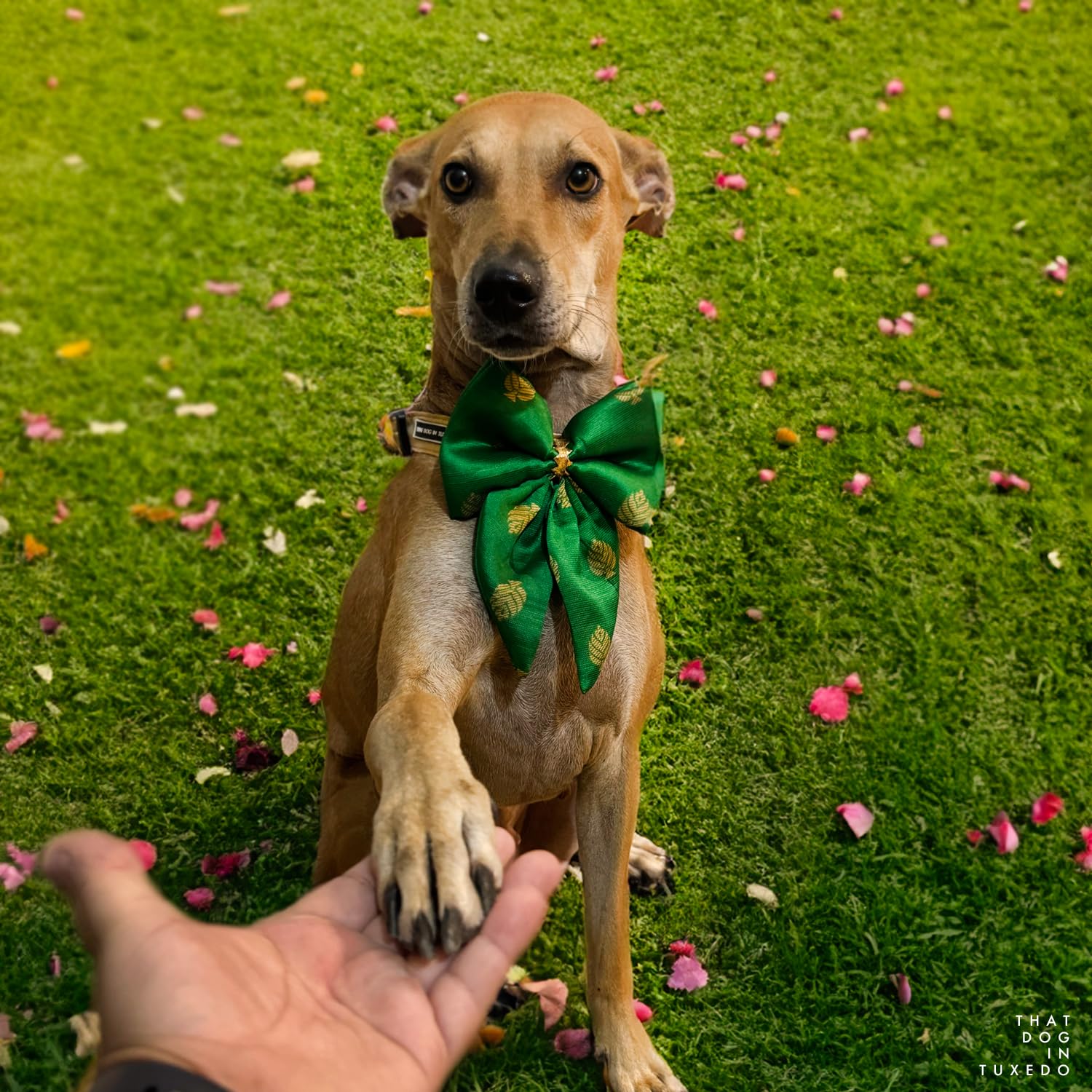 Luxury Silk Dog Bow Tie - Adjustable Tuxedo Style Bandhan Collection for Large Dogs (Green, XL) | Perfect for Weddings, Parties & Festive Occasions