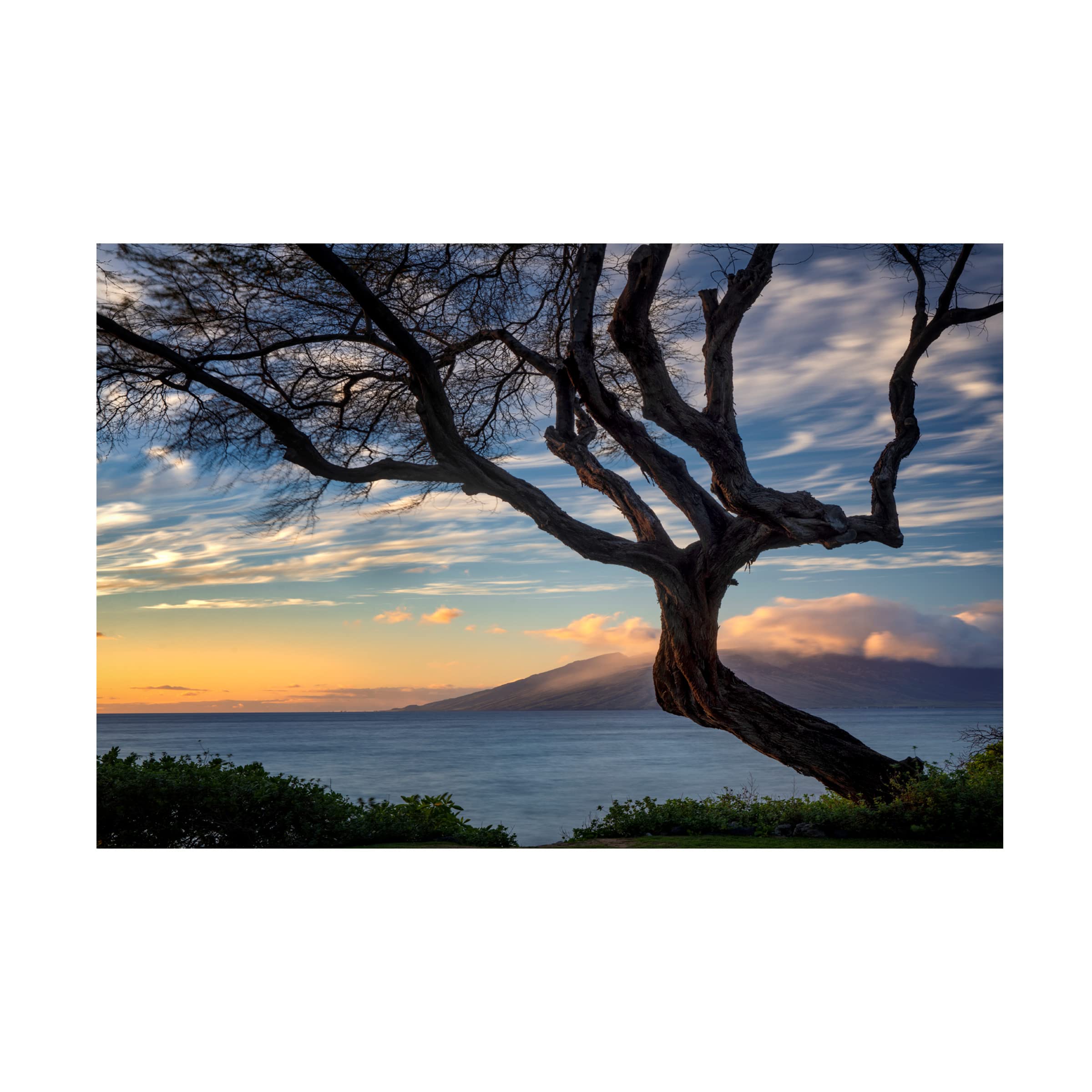 Branching Tree Canvas Art Print by Dennis Frates - Nature Inspired Wall Decor for Living Room, Bedroom & Office - High Quality Fine Art Reproduction