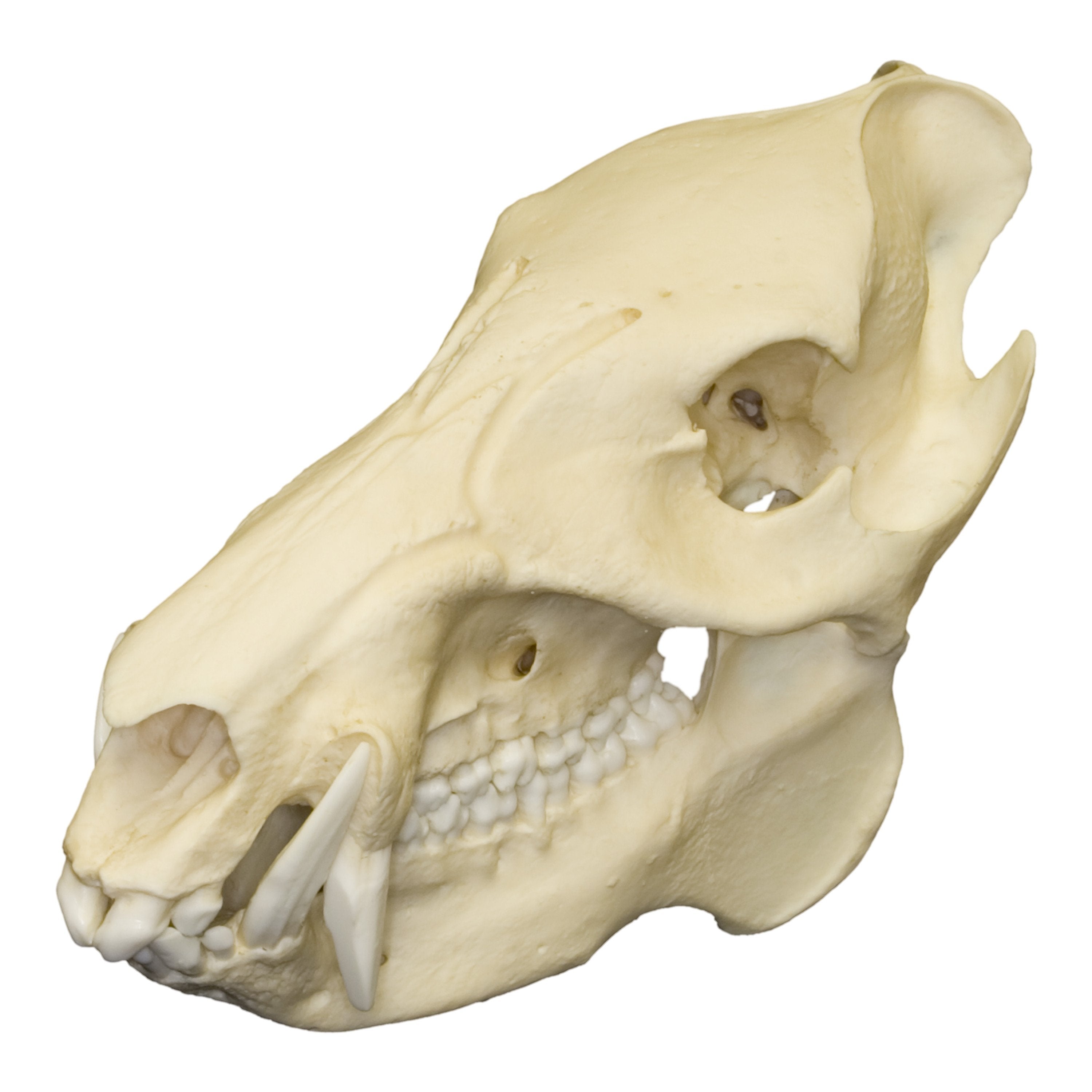 Authentic Replica Peccary Skull - High-Quality Animal Skull Model for Home Decor, Halloween Props, and Educational Use