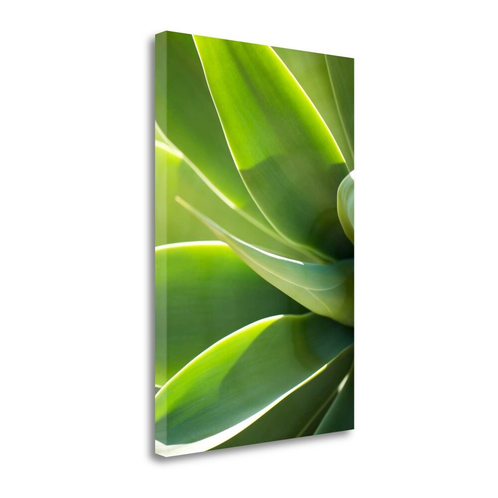 Agave 1 By Jonathan Nourok - Premium Fine Art Giclee Print on Gallery Wrapped Canvas - Ready to Hang Wall Art for Living Room, Bedroom & Office Decor
