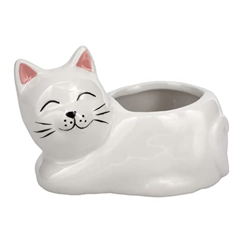 Cara the Cat