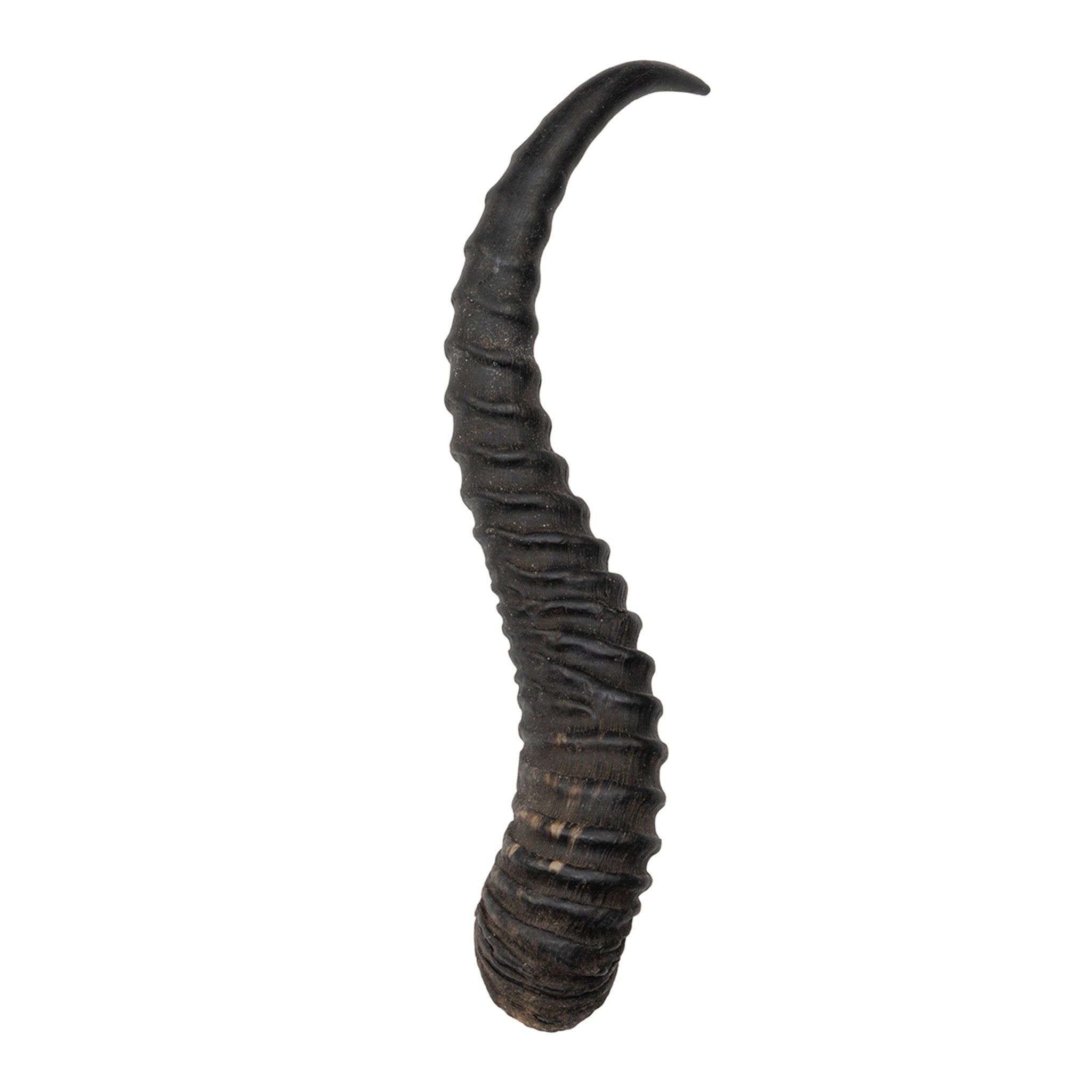 Authentic Springbok Horn - Genuine African Antelope Horn for Home Decor, Crafts & Jewelry Making - Perfect for DIY Projects, Wall Art & Unique Gifts