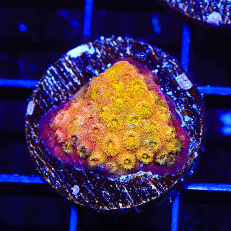 24K Gold Cyphastrea Coral for Saltwater Aquariums - Vibrant Reef Tank Decoration for Marine Enthusiasts | Perfect for Home & Office Aquascaping