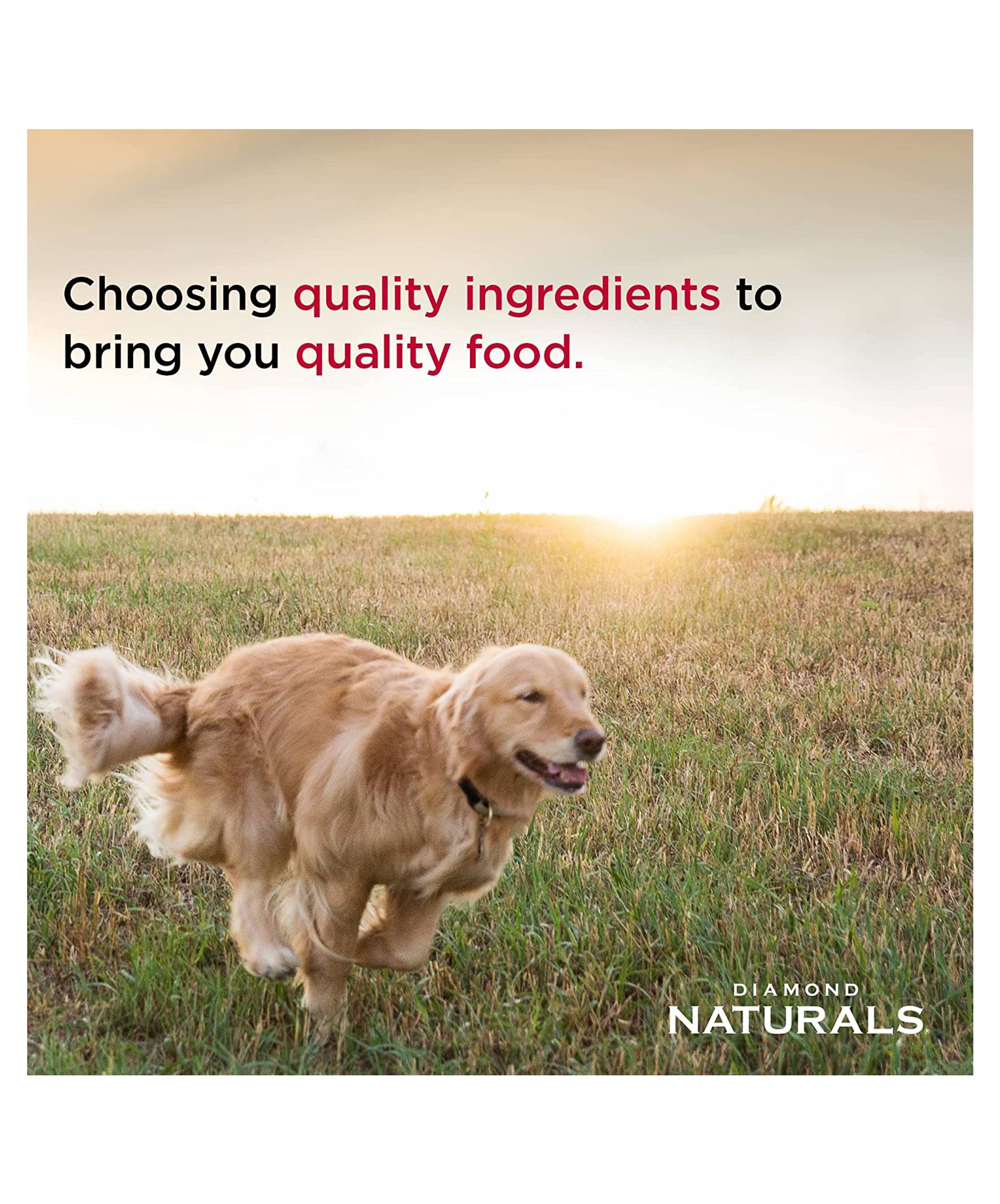 Diamond Naturals Skin & Coat Salmon & Potato Dry Dog Food - 6oz Sample Pack for Small & Medium Dogs | Grain-Free Formula for Healthy Skin & Shiny Coat | Perfect for Travel, Training & Treats