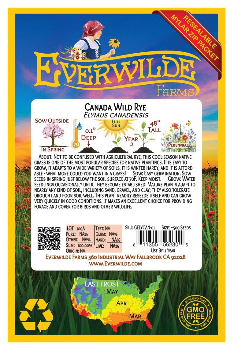 500 Canada Wild Rye Native Grass Seeds - Everwilde Farms Gold Vault Jumbo Seed Packet for Landscaping, Erosion Control & Wildlife Habitat