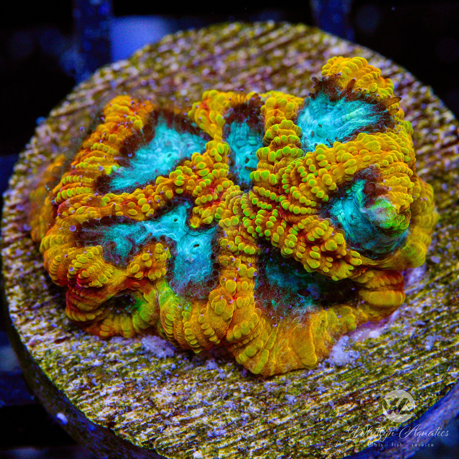 Favia of the Gods Coral - Premium Saltwater Aquarium Coral for Reef Tanks | Perfect for Marine Aquascaping and Coral Propagation
