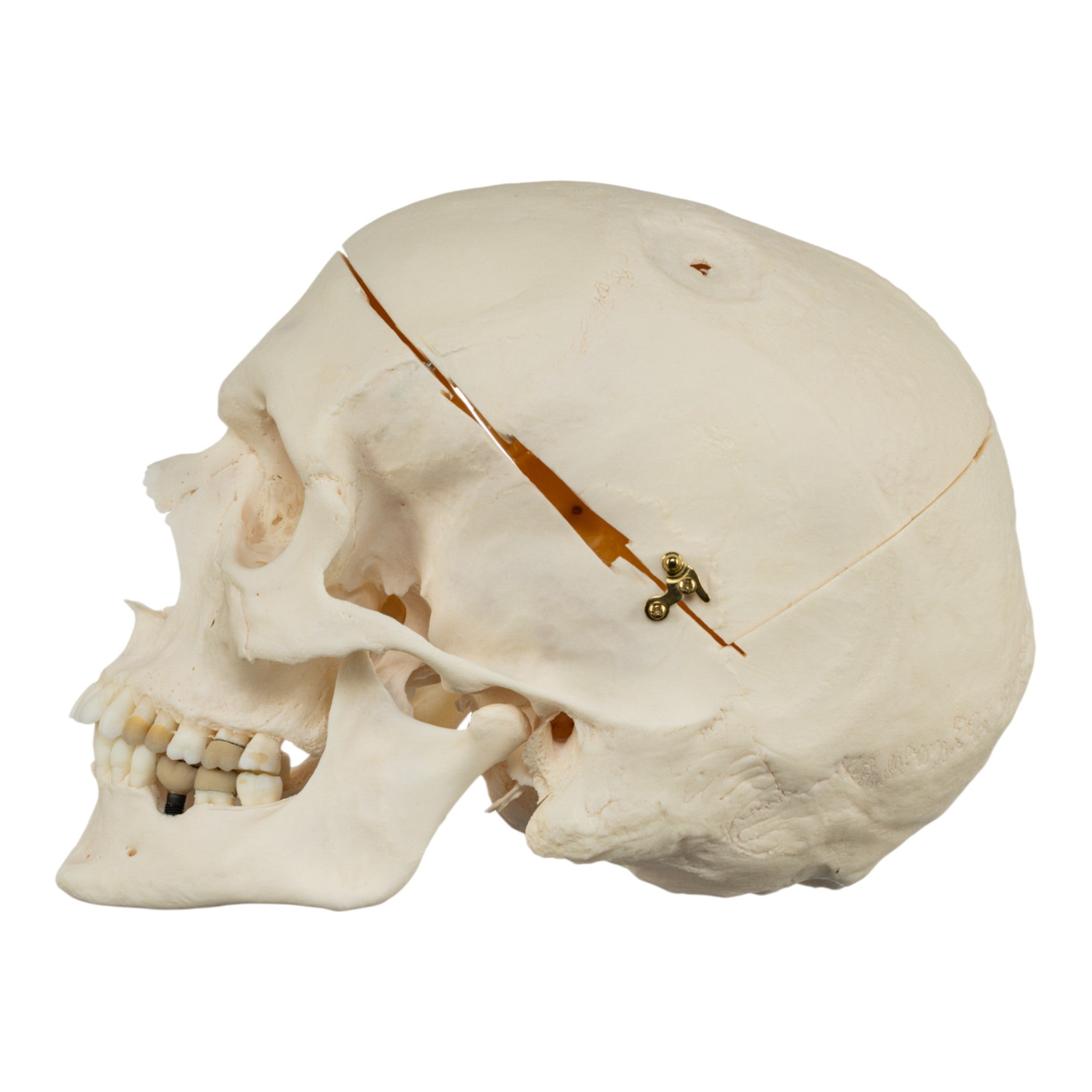 Premium Anatomical Human Skull Model for Medical Research & Pathology Studies - Ideal for Medical Training, Classroom Education & Forensic Analysis