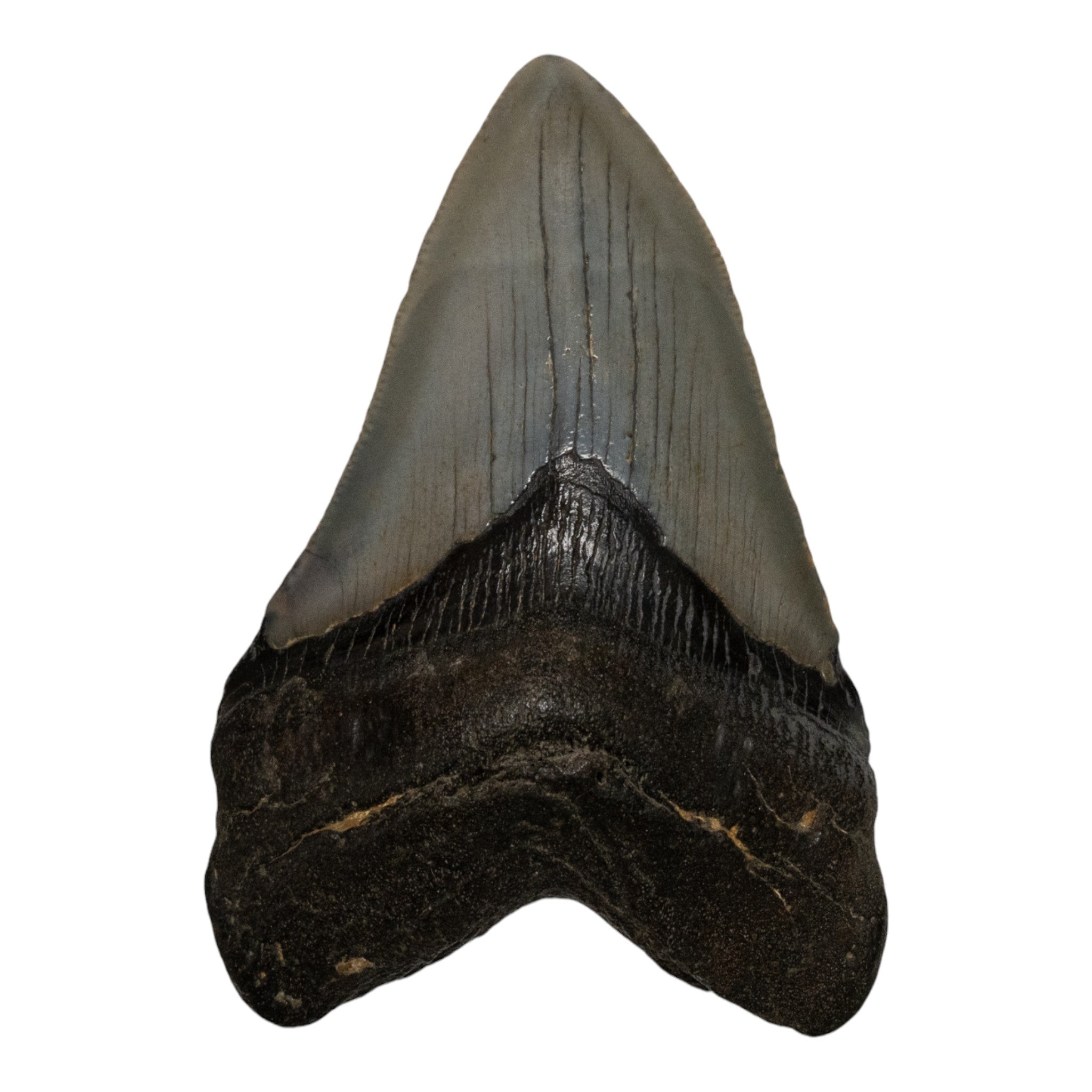 Authentic Megalodon Shark Tooth Fossil - Large Prehistoric Collector's Specimen for Home Decor, Science Education & Gift Giving
