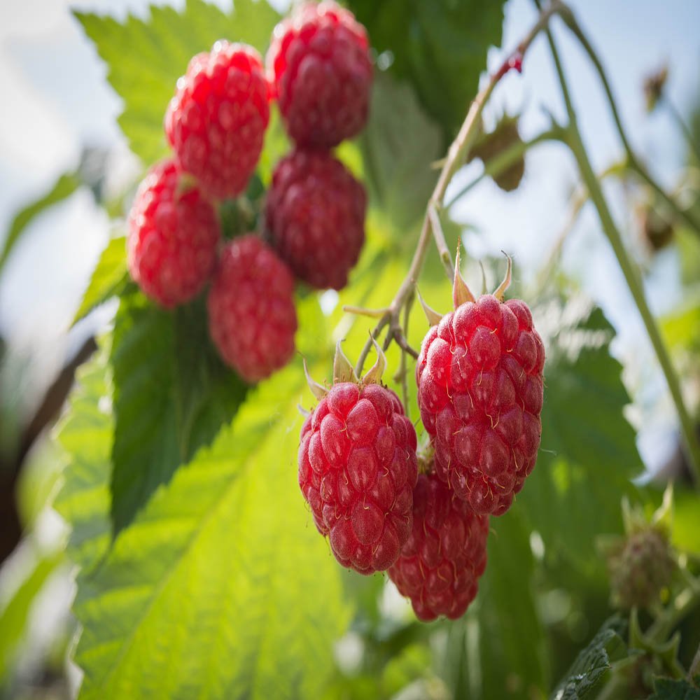 Organic Everbearing Red Raspberry Plants (2 Pack) - Fresh, Juicy Berries for Home Gardens, Smoothies & Desserts