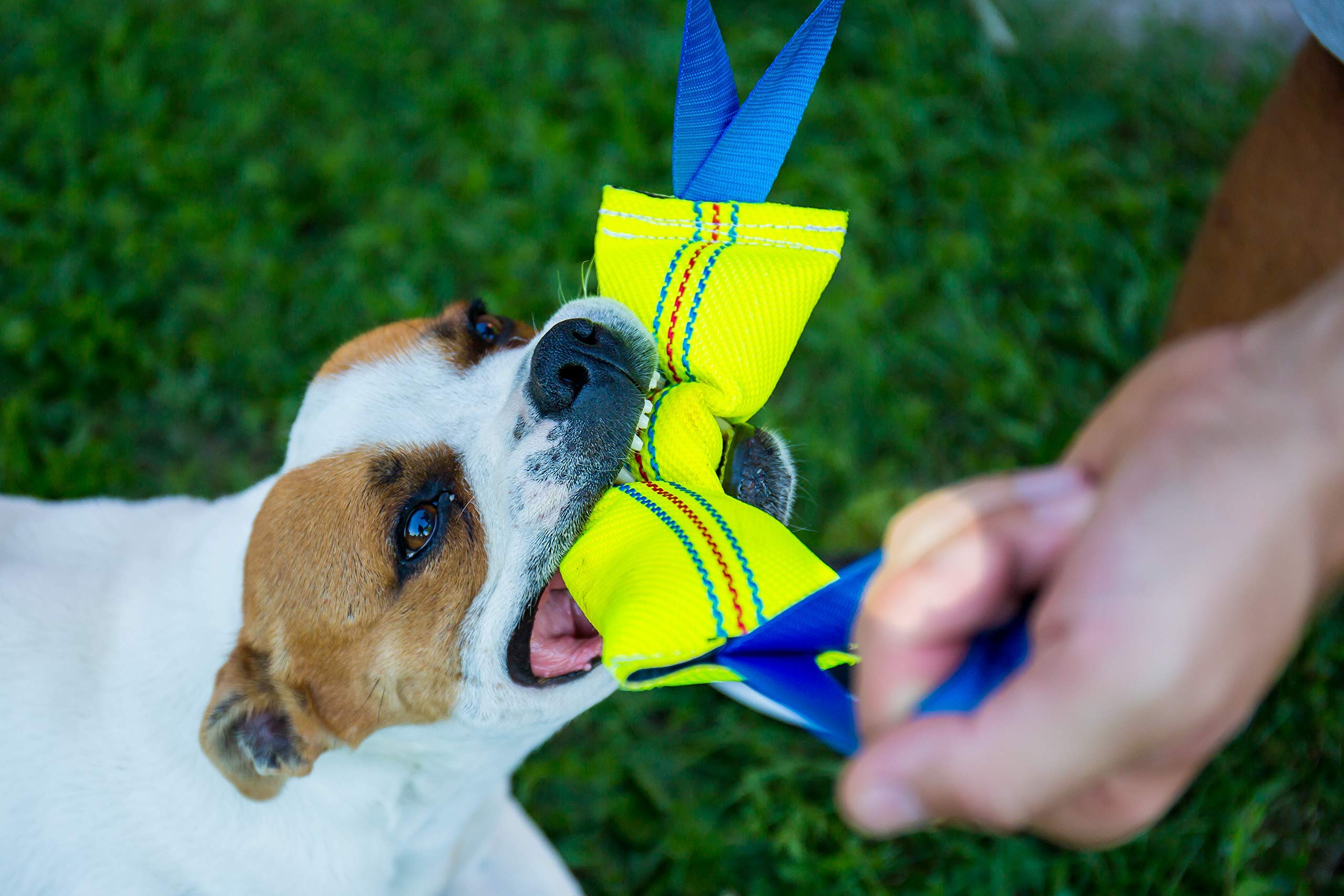 Bull Fit Dog Bite Tug Toy - Durable Chew Toy with 2 Strong Handles & Bungee Cord for Aggressive Chewers - Perfect for Tug-of-War, Training, and Playtime with Large Dogs