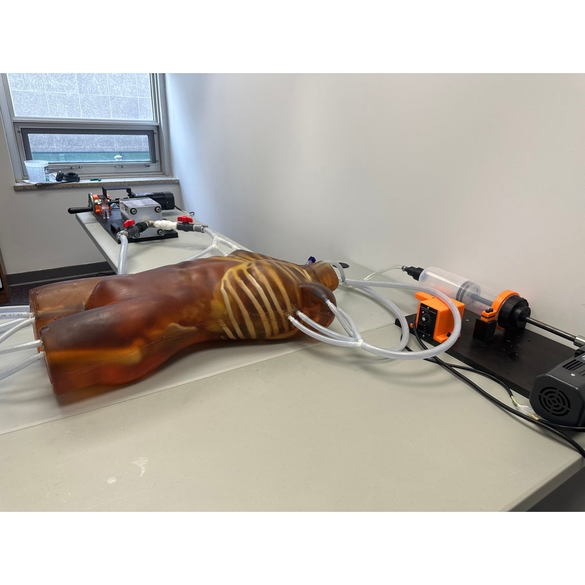 Dynamic Adult Torso Model with Heart Pump - Anatomical Teaching Tool for X-Ray, CT & Ultrasound Training - Perfect for Medical Education & Radiology Practice