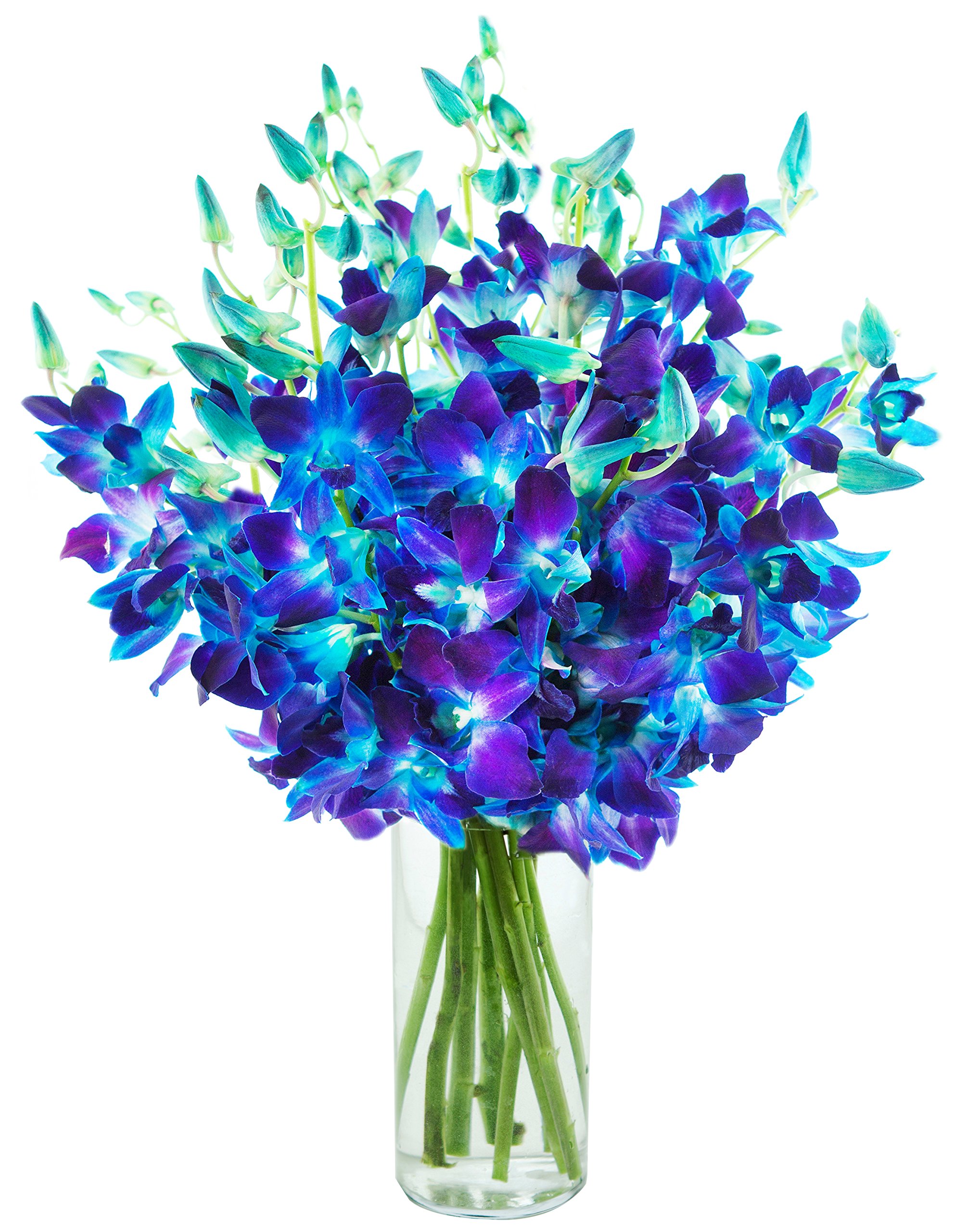 Exotic Sapphire Blue Orchids in Vase - 20 Stems Fresh Flowers for Mother’s Day, Birthday, Anniversary & Special Occasions | Next Day Delivery | Perfect Gift for Valentine’s, Get Well & Thank You | Home & Office Decoration