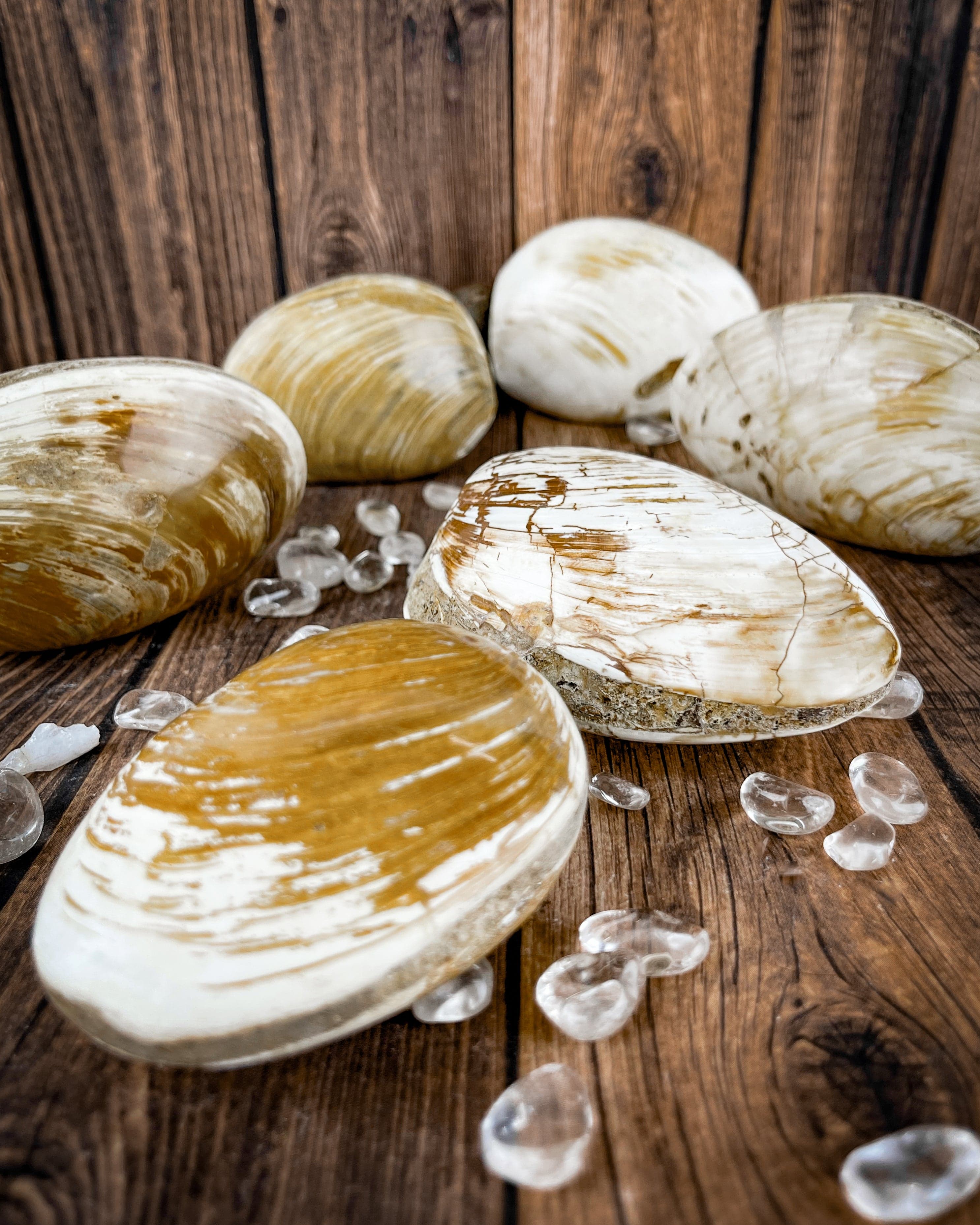 Authentic Fossilized Clam Shells for Collectors - Rare Natural Specimens for Home Decor, Classroom Display & Paleontology Study