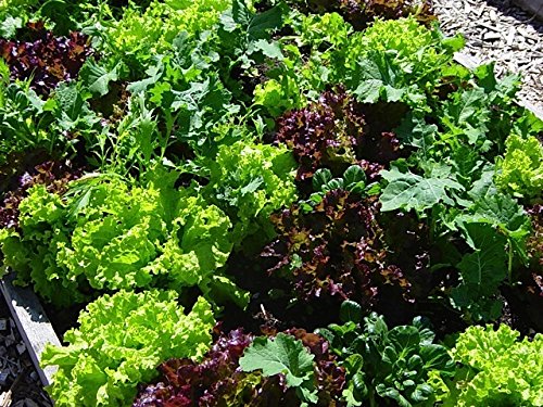 Bulk Organic Mesclun Mix Seeds (10 LB) - Non-GMO, Heirloom Salad Greens for Home Gardening, Restaurants & Farmers Markets - Perfect for Indoor/Outdoor Planting, Hydroponics & Container Gardens