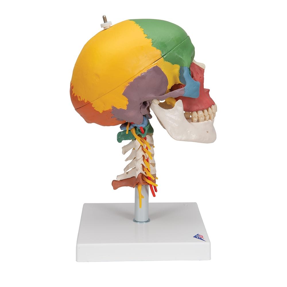 4-Part Didactic Skull Model with Cervical Spine - Human Anatomy Educational Tool for Medical Students & Dentists - Perfect for Classroom Study & Clinical Training