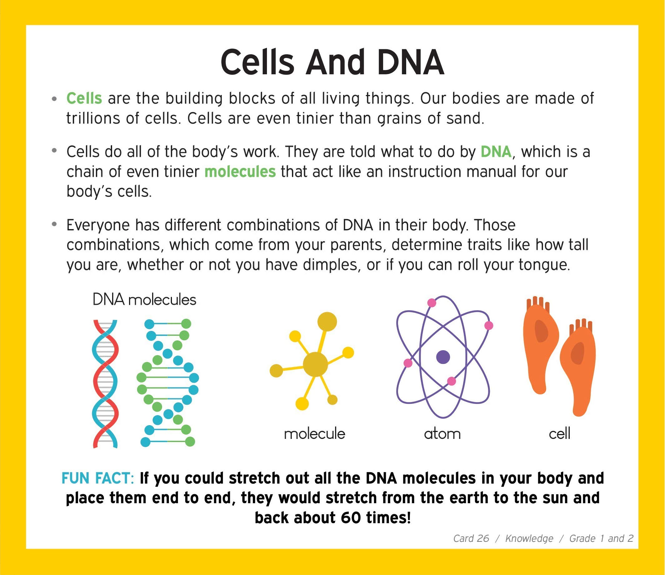 Educational Flash Cards Bundle for Kids Ages 6-8 - Cognitive Learning, Math, Spatial Concepts & Direction Following Cards - Perfect for Grade 1-2 CogAT, OLSAT, NNAT Test Prep - Ideal for Homeschooling & Classroom Learning Activities