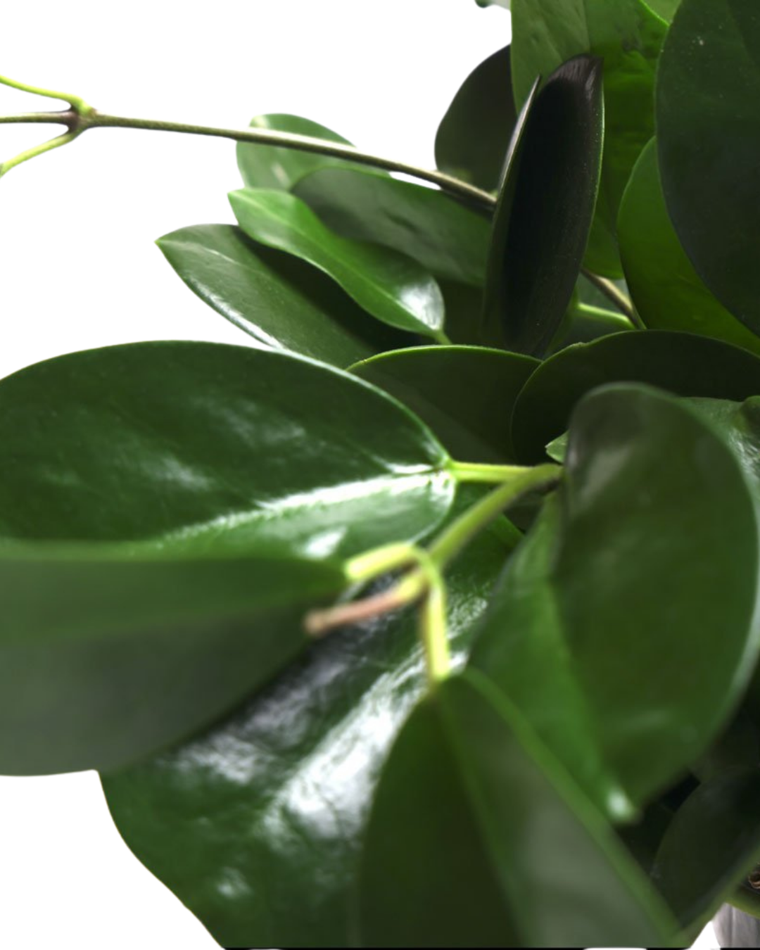 Hoya Australis 8 Inch Potted Plant - Live Indoor Hanging Vine for Home Decor, Office & Gift Giving