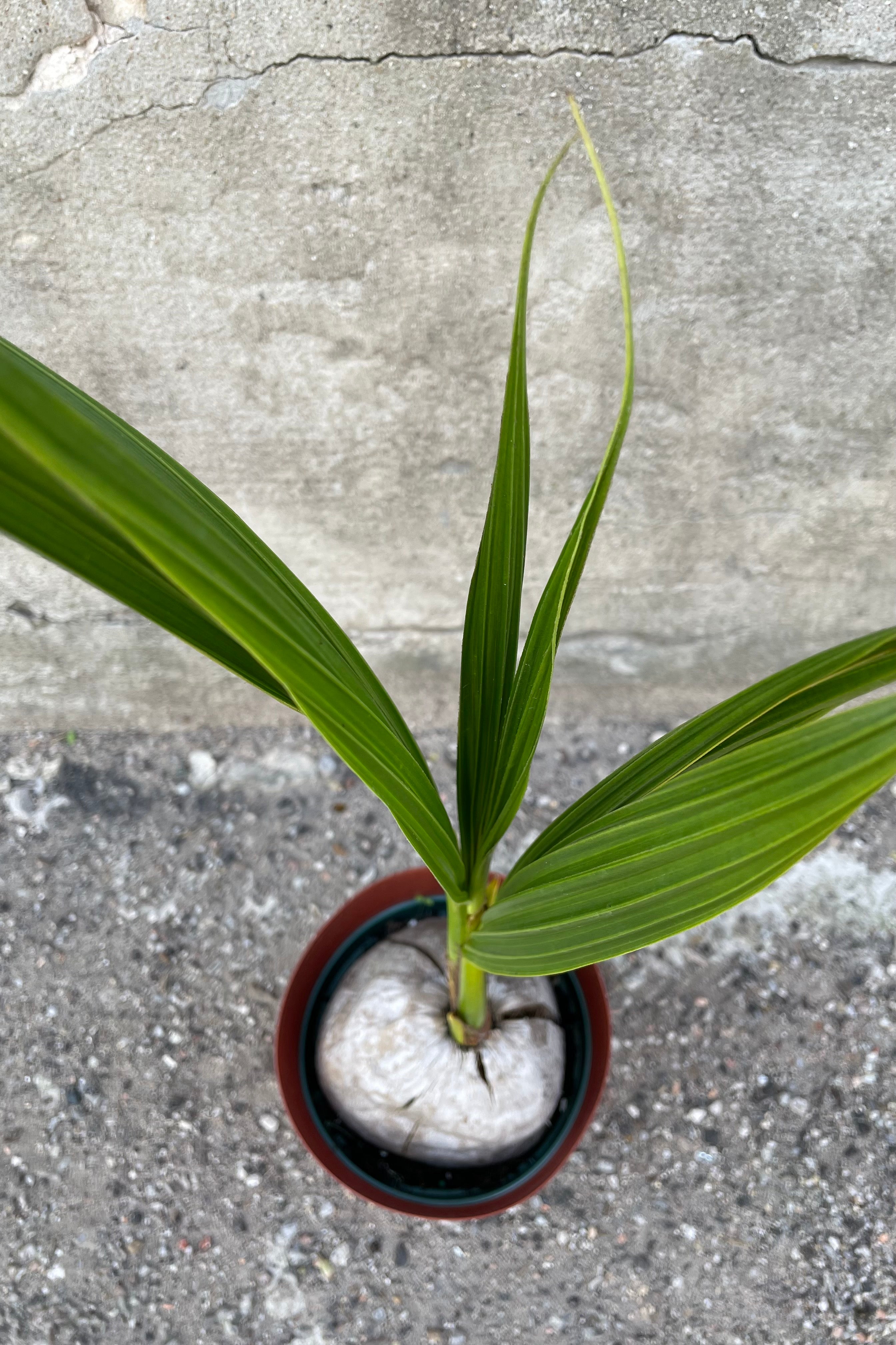 Organic Coconut Palm Tree (Cocos nucifera) - 6 Feet Tall - Perfect for Tropical Landscaping, Beachfront Homes & Indoor Decor