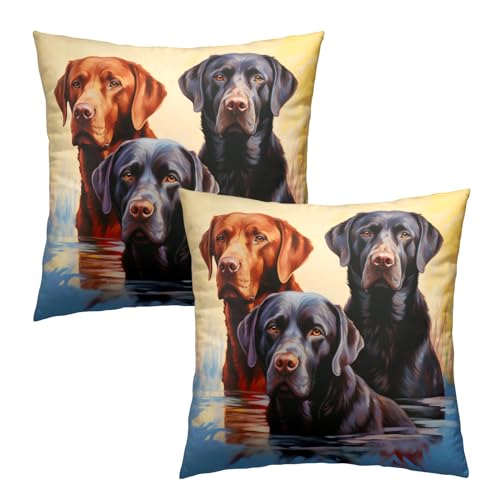 Black Brown Labrador Dogs