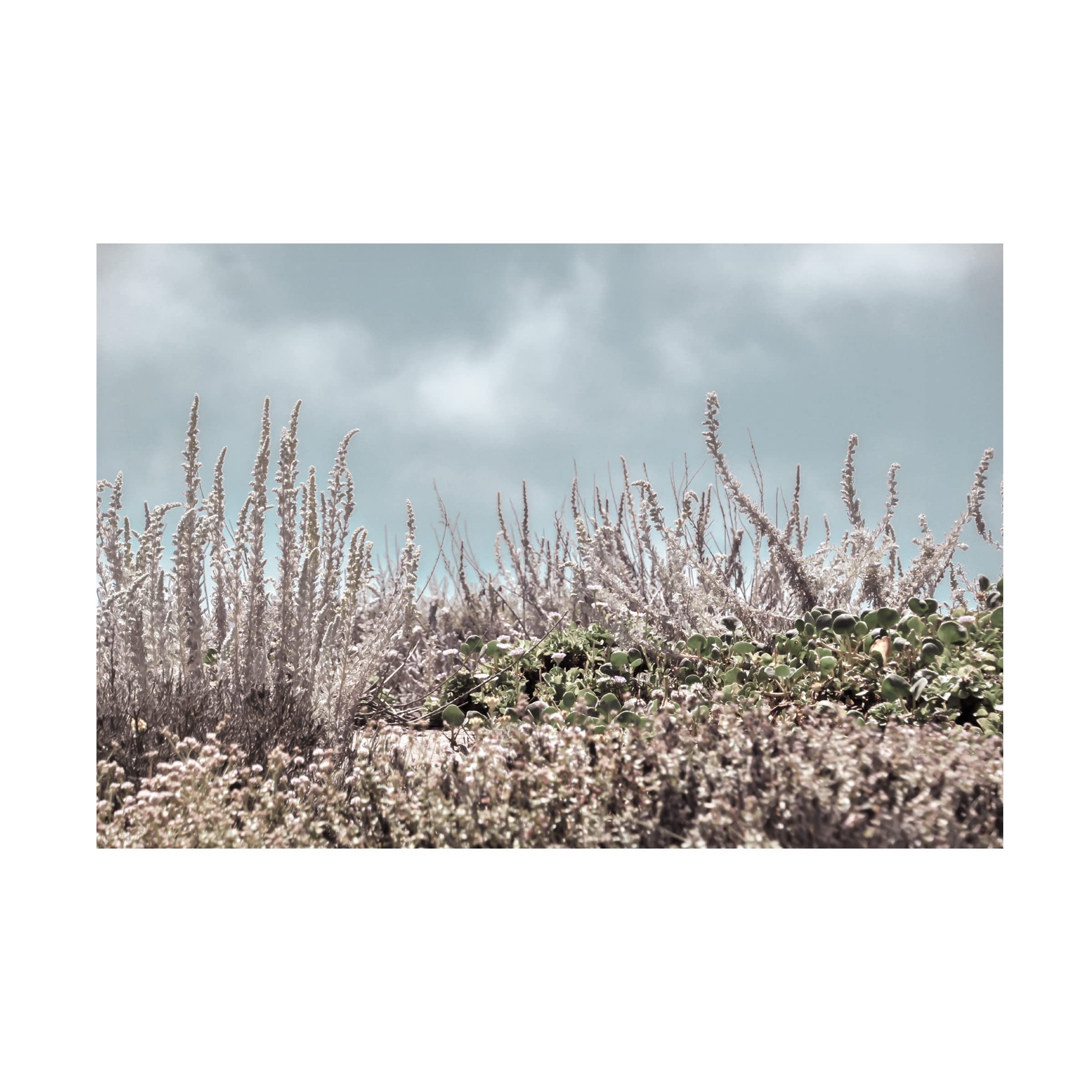 Blue Palomino 'Beach Sage In Silver' Canvas Wall Art Print - Coastal Home Decor for Living Room, Bedroom & Office