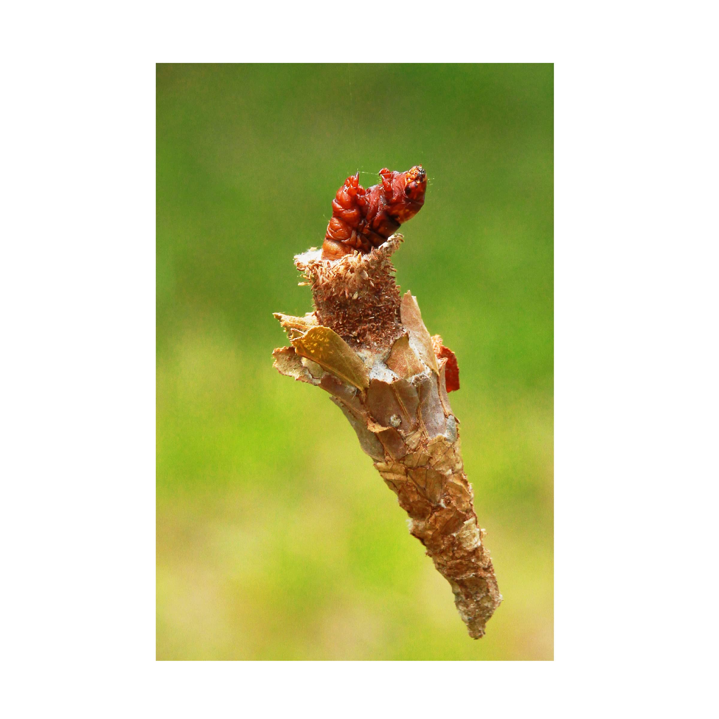 Trademark Fine Art 'Life Must Go On' Canvas Wall Art by Rudi Sugianto - Modern Home Decor for Living Room, Bedroom & Office