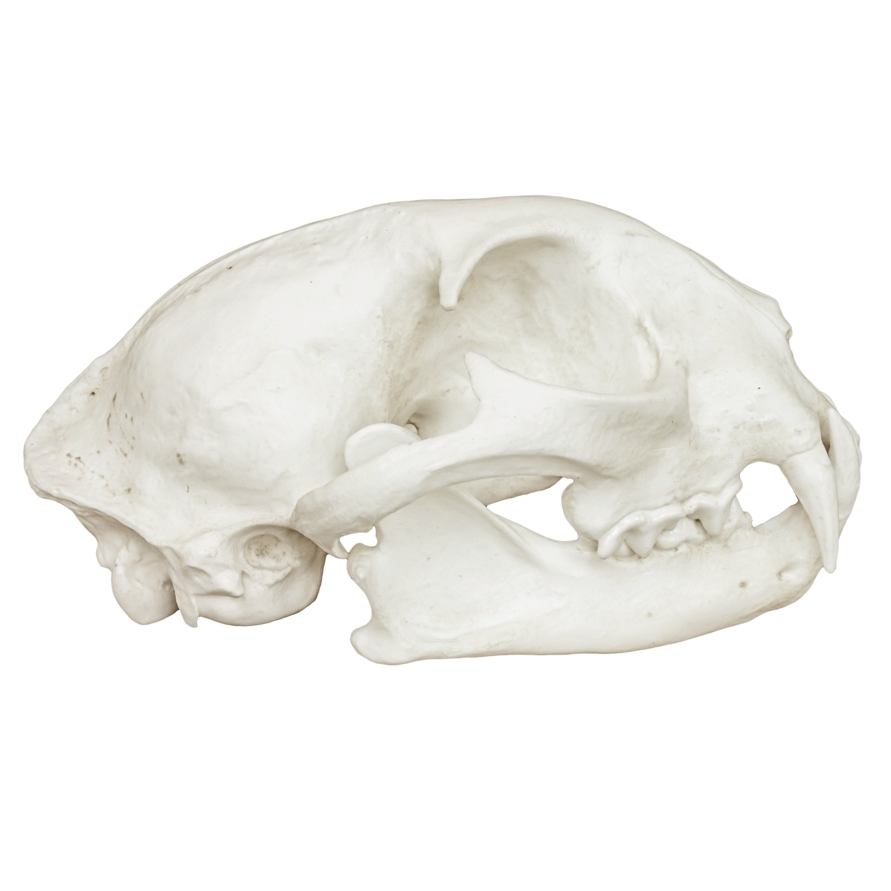 Authentic Replica Bobcat Skull - High Quality Animal Skull Model for Home Decor, Halloween Props, and Educational Displays | Perfect for Taxidermy Enthusiasts, Gothic Decor, and Science Classrooms