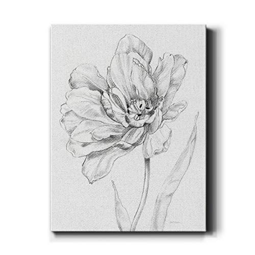 Tulip Sketch